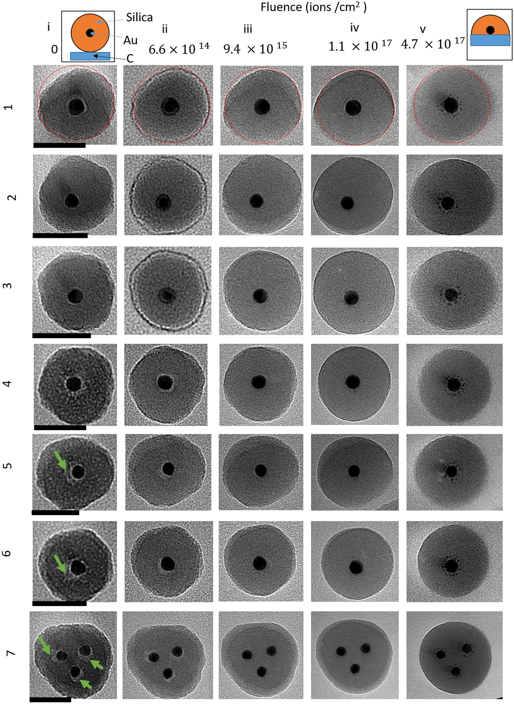 Structural and chemical evolution of Au-silica core–shell nanoparticles  during 20 keV helium ion irradiation: a comparison between experiment and  simulation | Scientific Reports