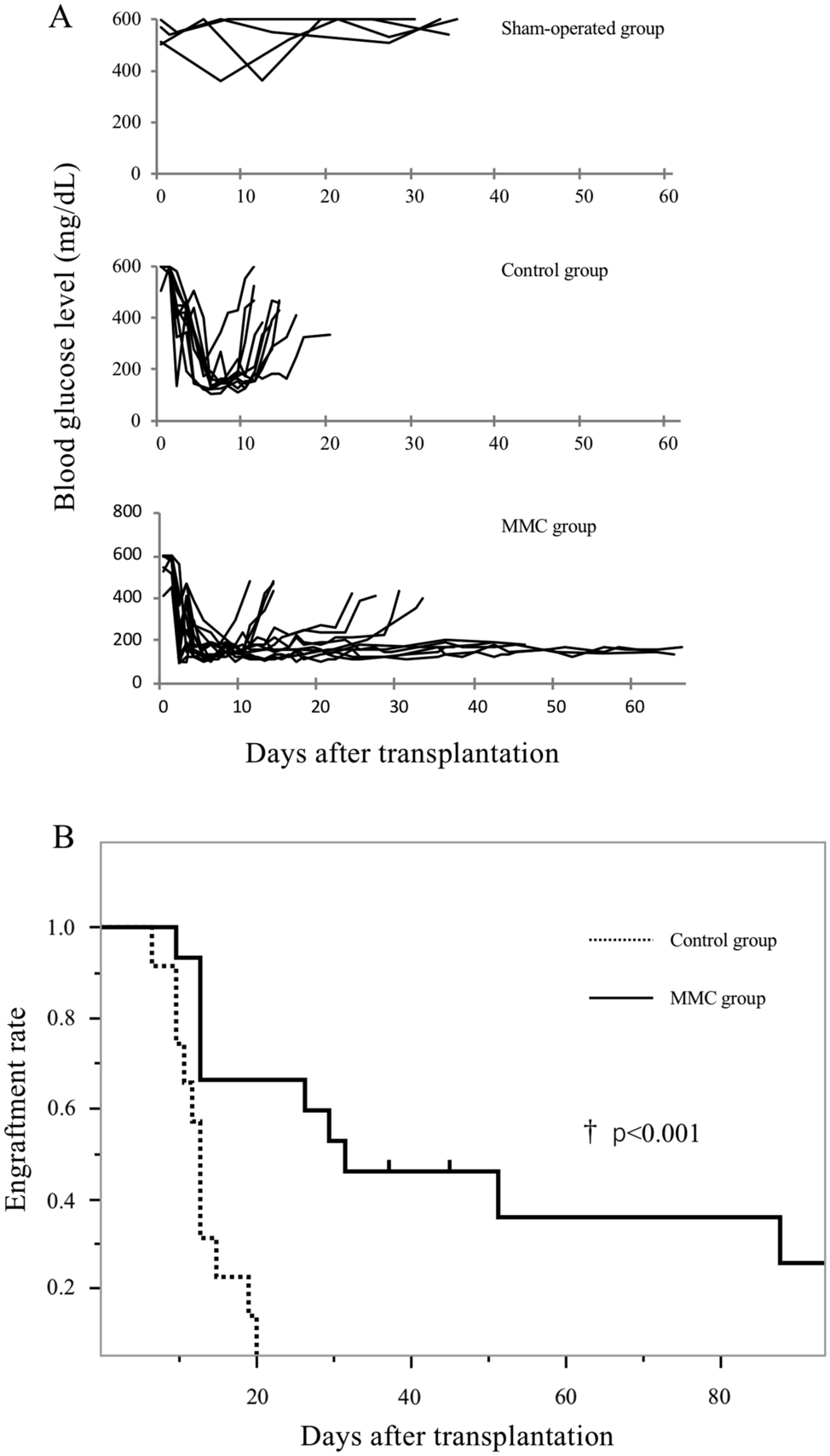 Mitomycin C treatment improves pancreatic islet graft longevity in 