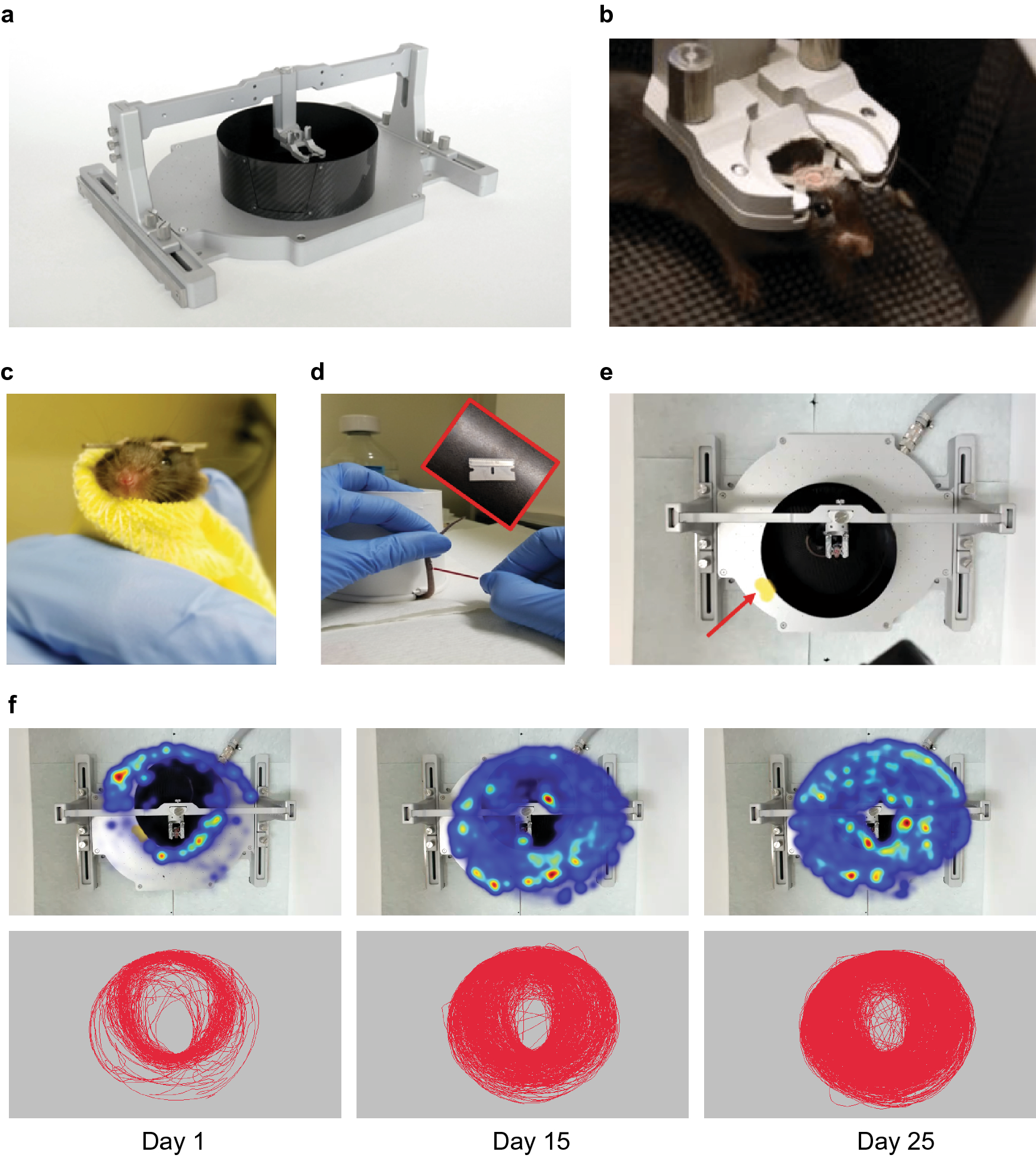 Stress and behavioral correlates in the head-fixed method: stress  measurements, habituation dynamics, locomotion, and motor-skill learning in  mice | Scientific Reports