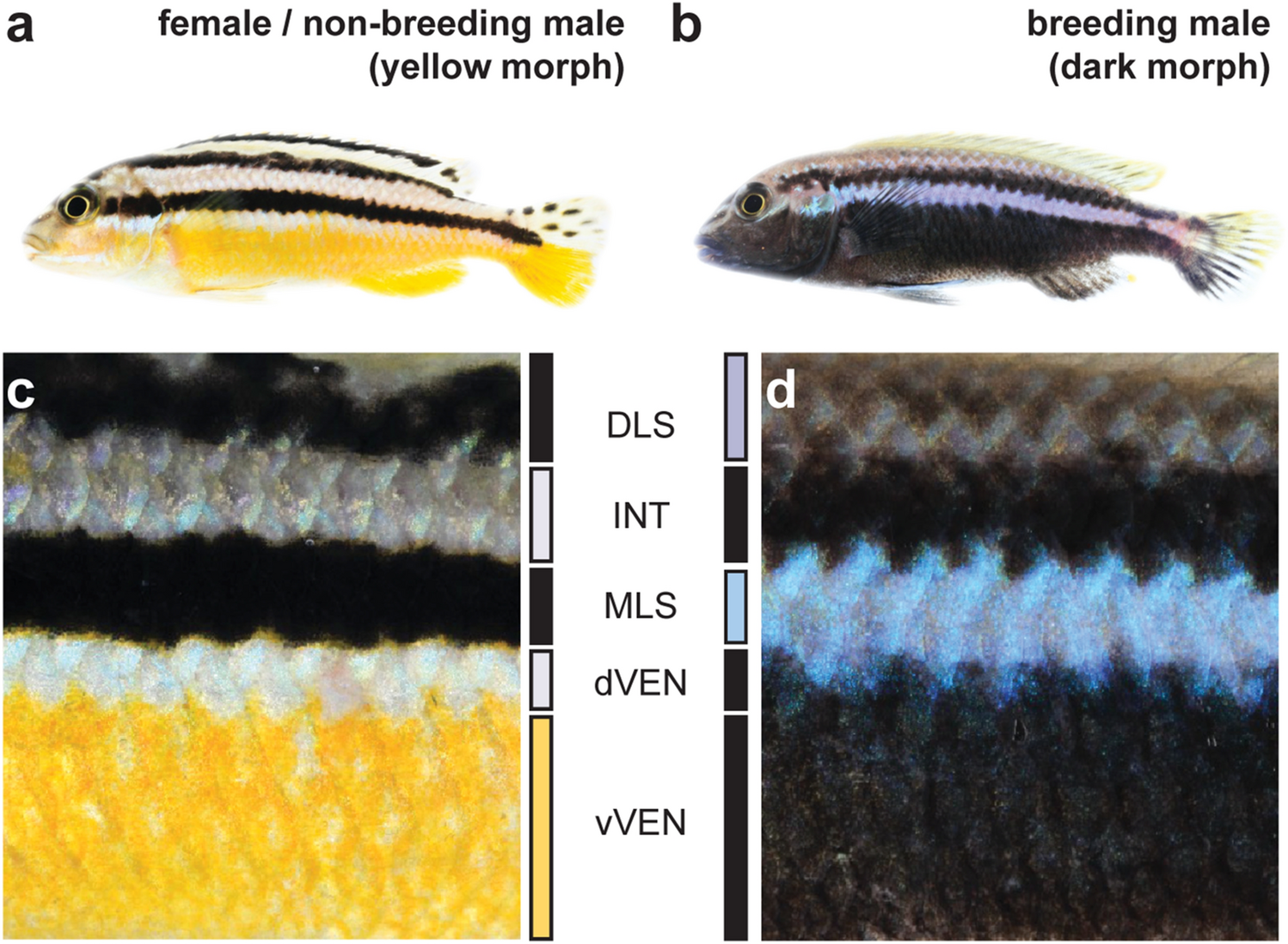 Neural innervation as a potential trigger of morphological color change and sexual dimorphism in cichlid fish Scientific Reports photo image