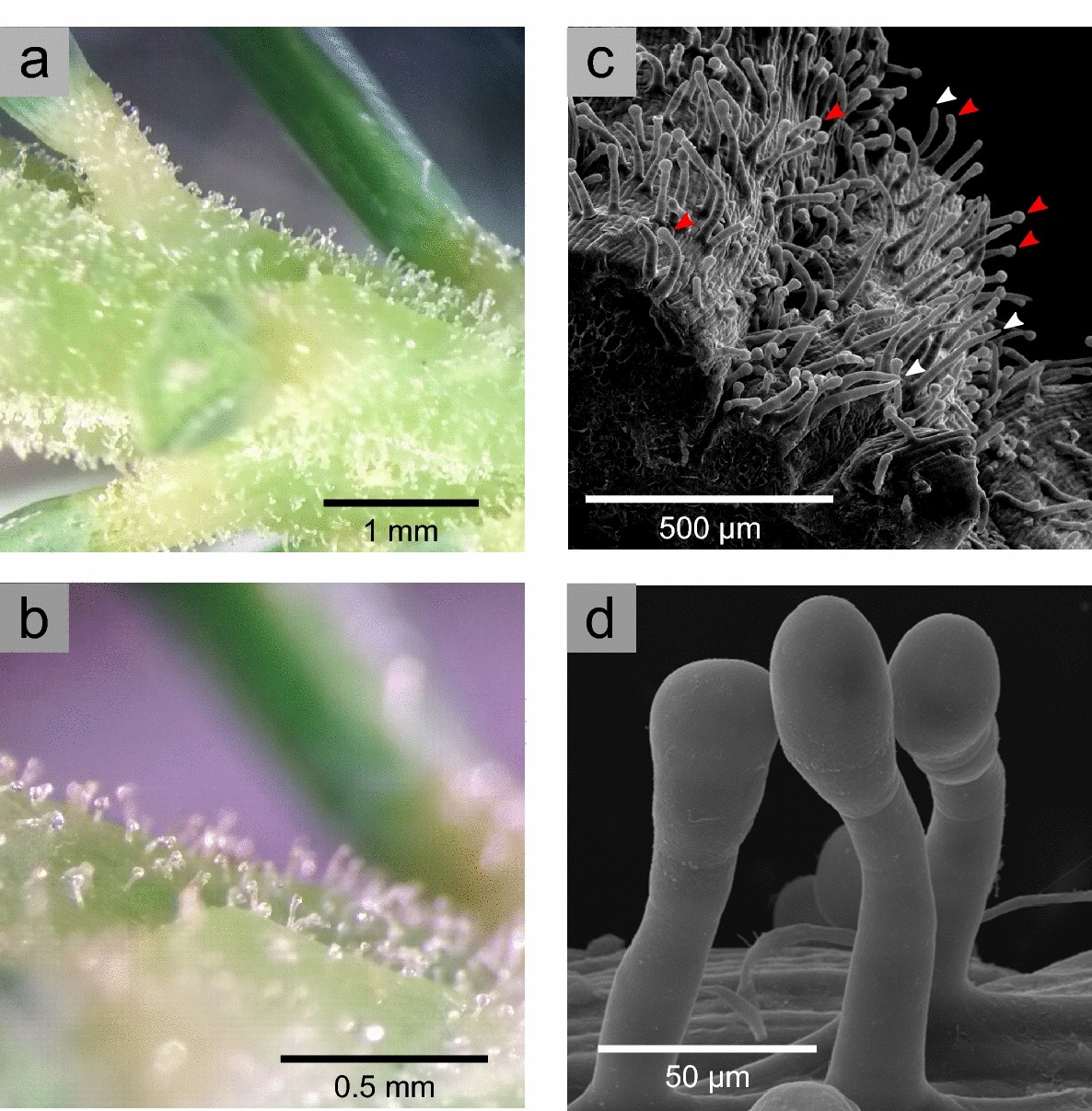 Gymnosperm glandular trichomes: expanded dimensions of the conifer  terpenoid defense system