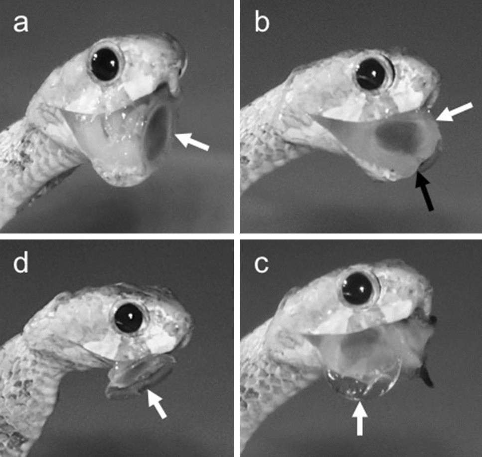 snake mouth anatomy