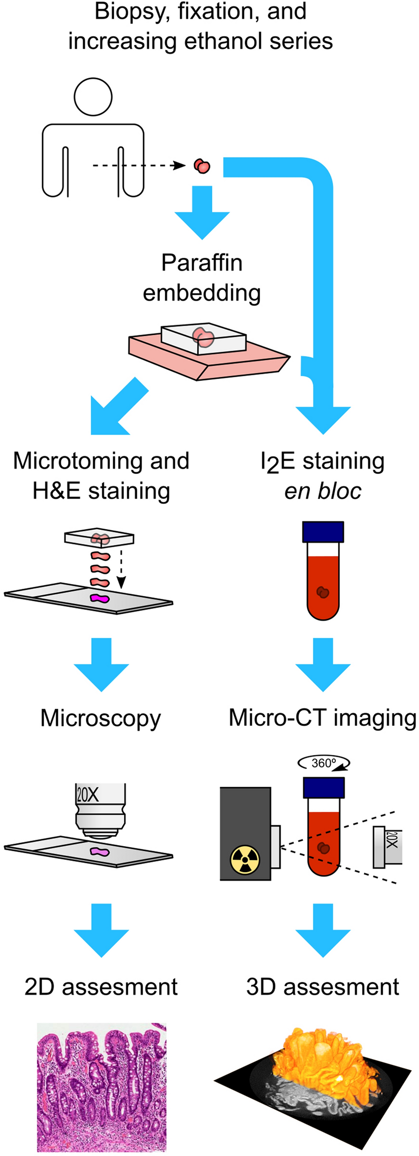 Contrast‐enhanced micro‐computed tomography of compartment and