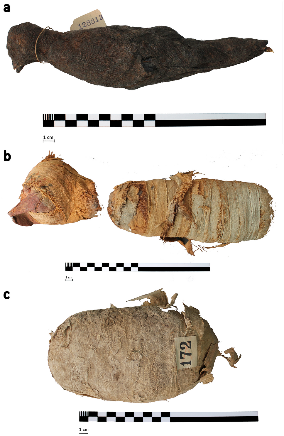 Evidence of diet, deification, and death within ancient Egyptian mummified  animals | Scientific Reports