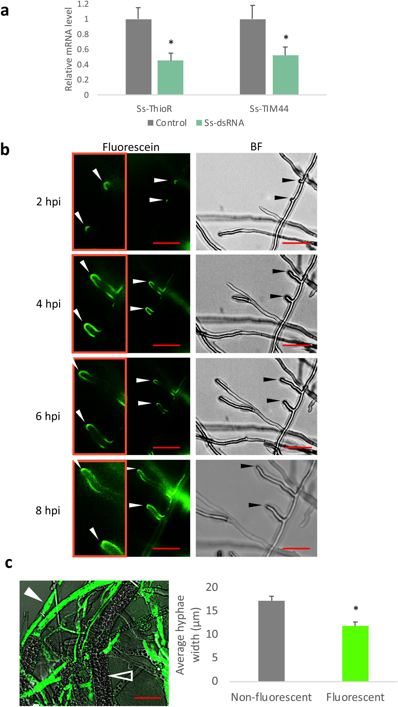 Clathrin Mediated Endocytosis Is Involved In The Uptake Of Exogenous Double Stranded Rna In The White Mold Phytopathogen Sclerotinia Sclerotiorum Scientific Reports Clathrin Mediated Endocytosis Is Involved In The Uptake Of Exogenous Double Stranded Rna In The White Mold Phytopathogen Sclerotinia Sclerotiorum Scientific Reports