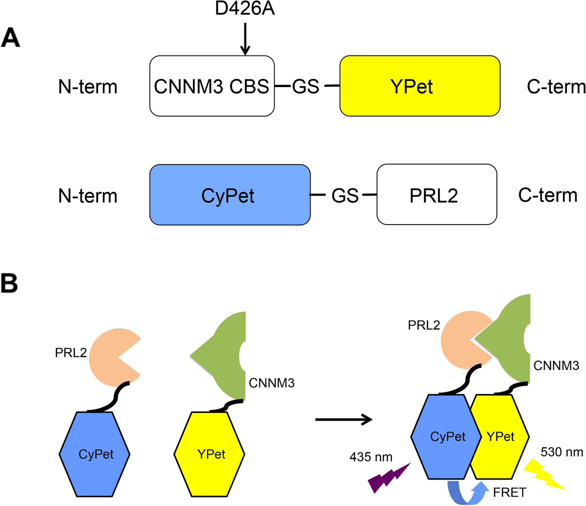 A FRET-based screening method to detect potential inhibitors of the binding  of CNNM3 to PRL2 | Scientific Reports