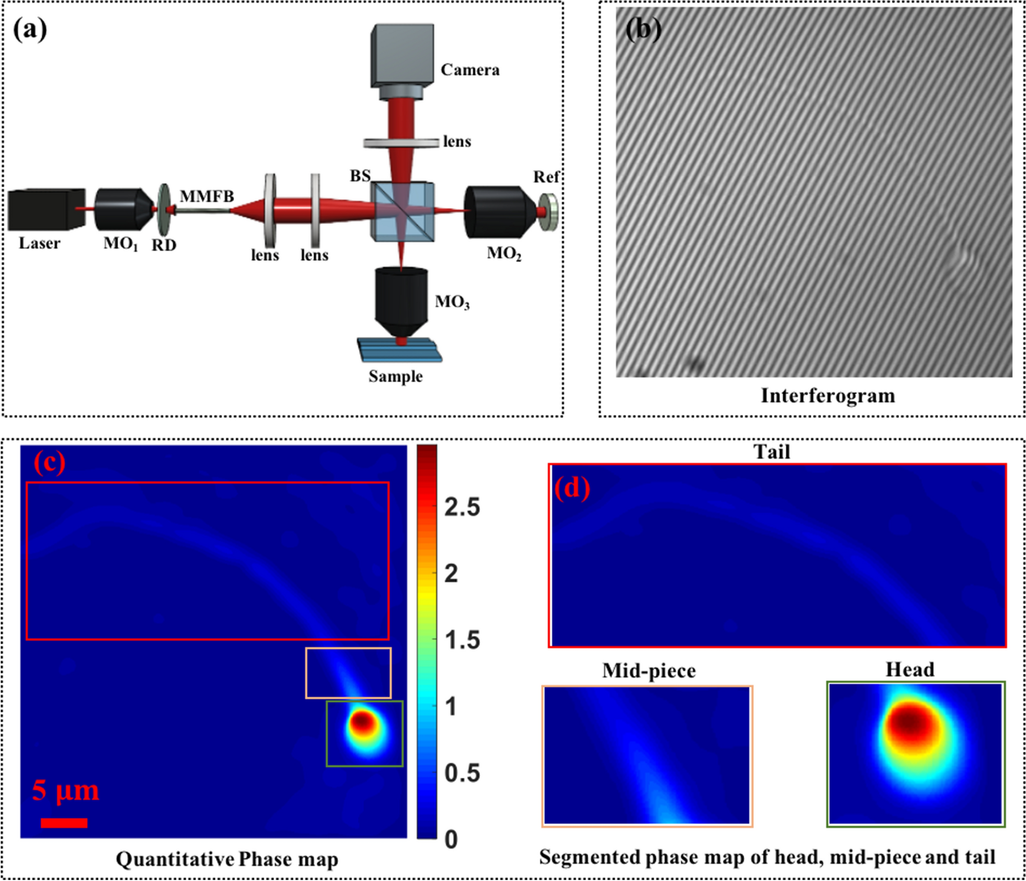 High spatially sensitive quantitative phase imaging assisted with deep  neural network for classification of human spermatozoa under stressed  condition | Scientific Reports