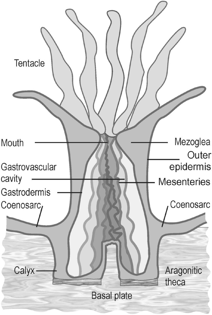 Coral-verdadeira (Micrurus  Download Scientific Diagram