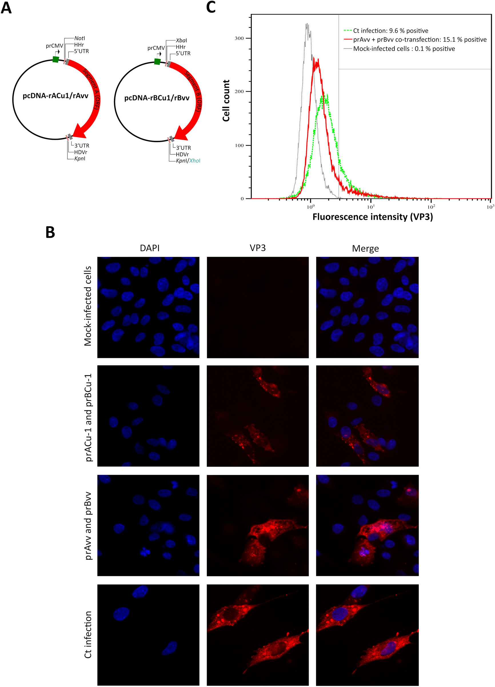 Ex Vivo Rescue Of Recombinant Very Virulent Ibdv Using A Rna Polymerase Ii Driven System And Primary Chicken Bursal Cells Scientific Reports