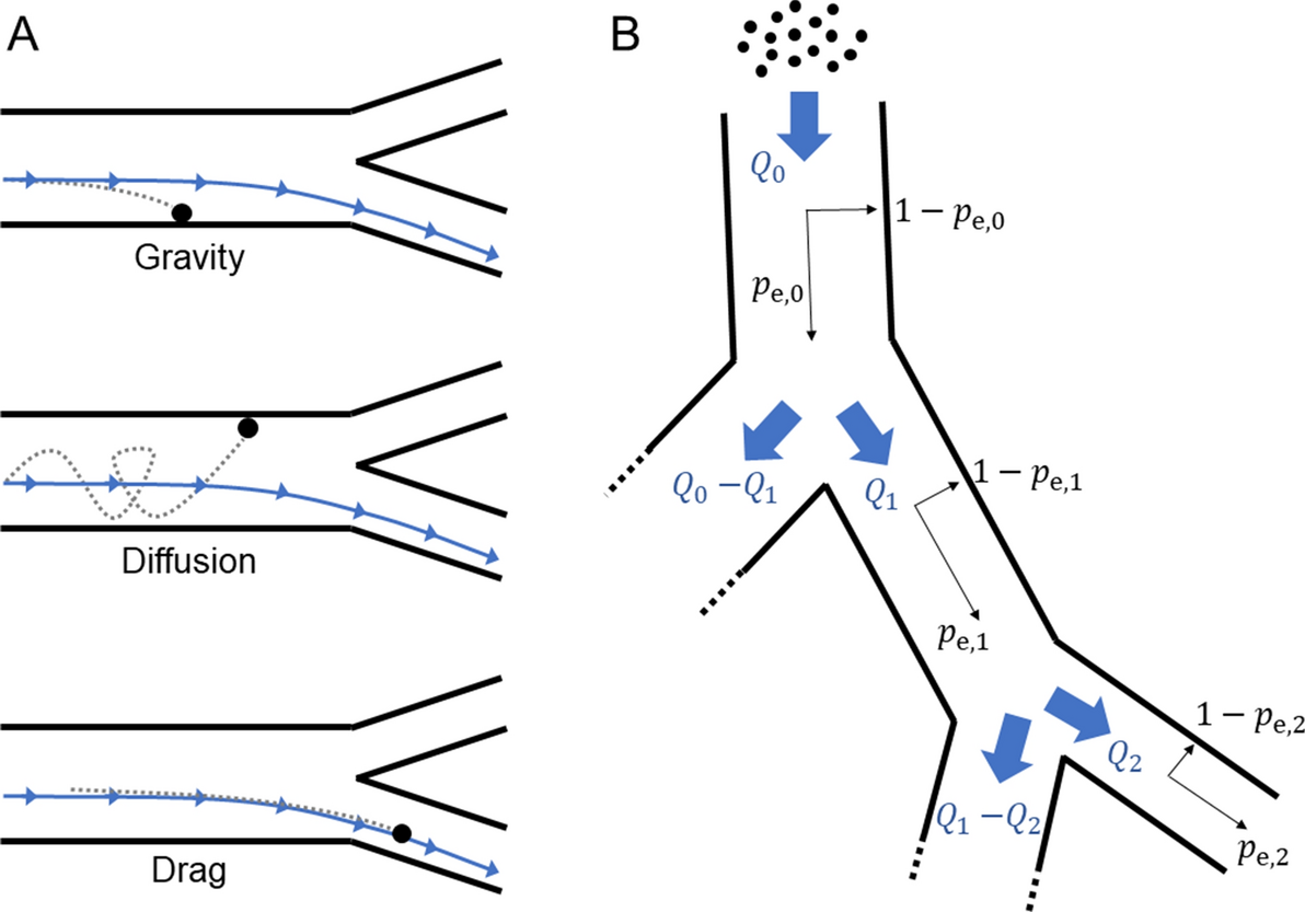 A Markov Chain Model Of Particle Deposition In The Lung Scientific Reports