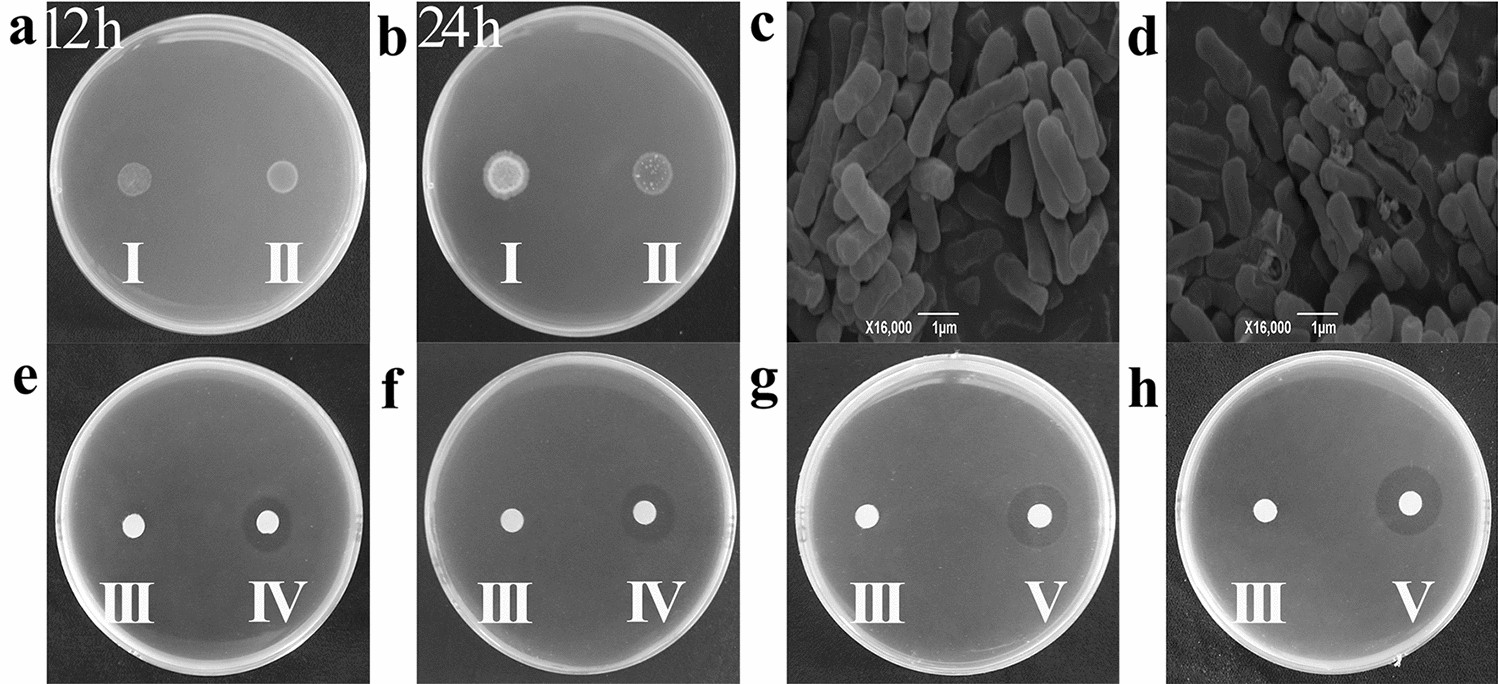 Two Antimicrobial Genes From Aegilops Tauschii Cosson Identified By The Bacillus Subtilis Expression System Scientific Reports