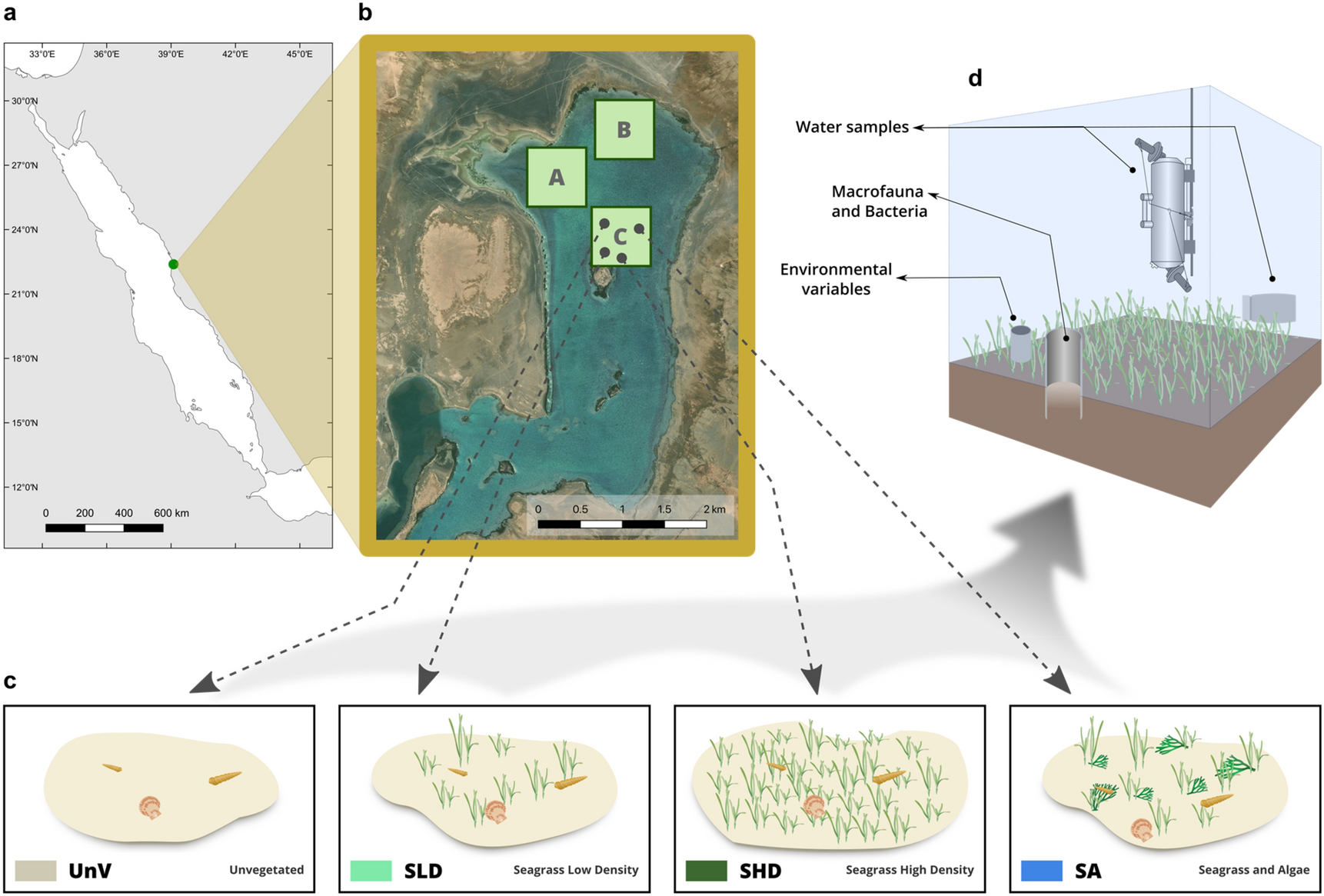 The location and vegetation physiognomy of ecological infrastructures  determine bat activity in Mediterranean floodplain landscapes -  ScienceDirect
