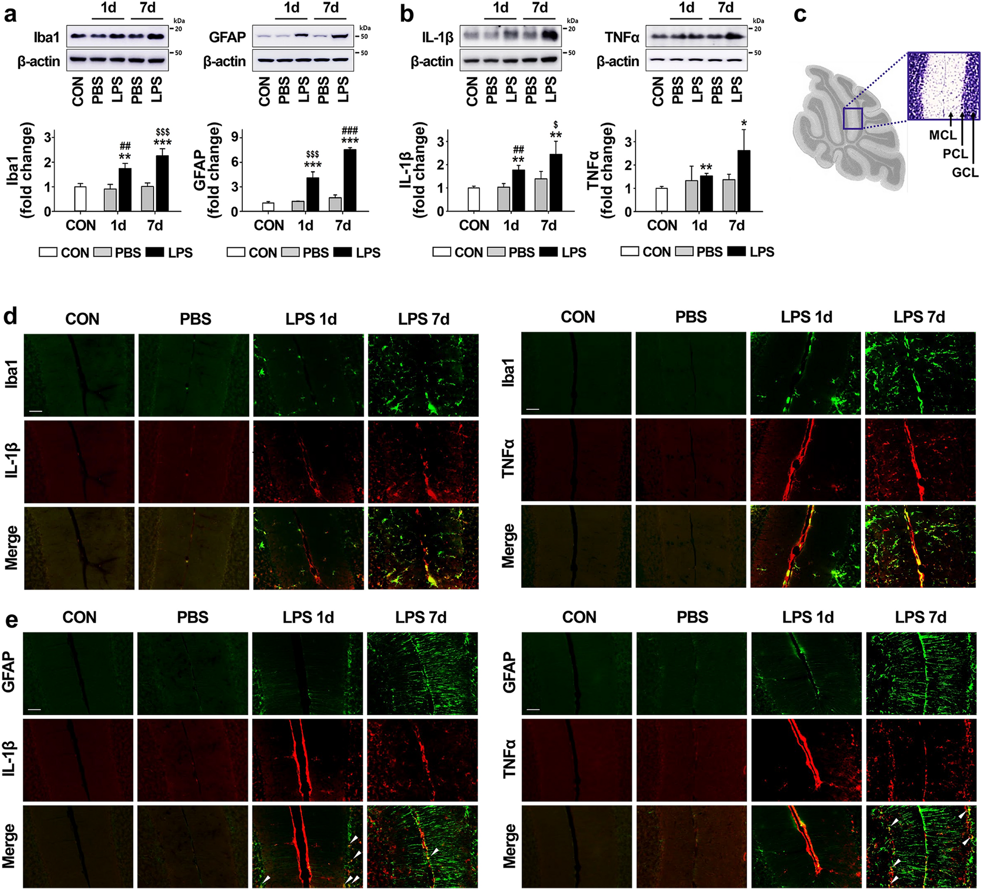 Lipopolysaccharide Administration For A Mouse Model Of Cerebellar Ataxia With Neuroinflammation Scientific Reports Lipopolysaccharide Administration For A Mouse Model Of Cerebellar Ataxia With Neuroinflammation Scientific Reports