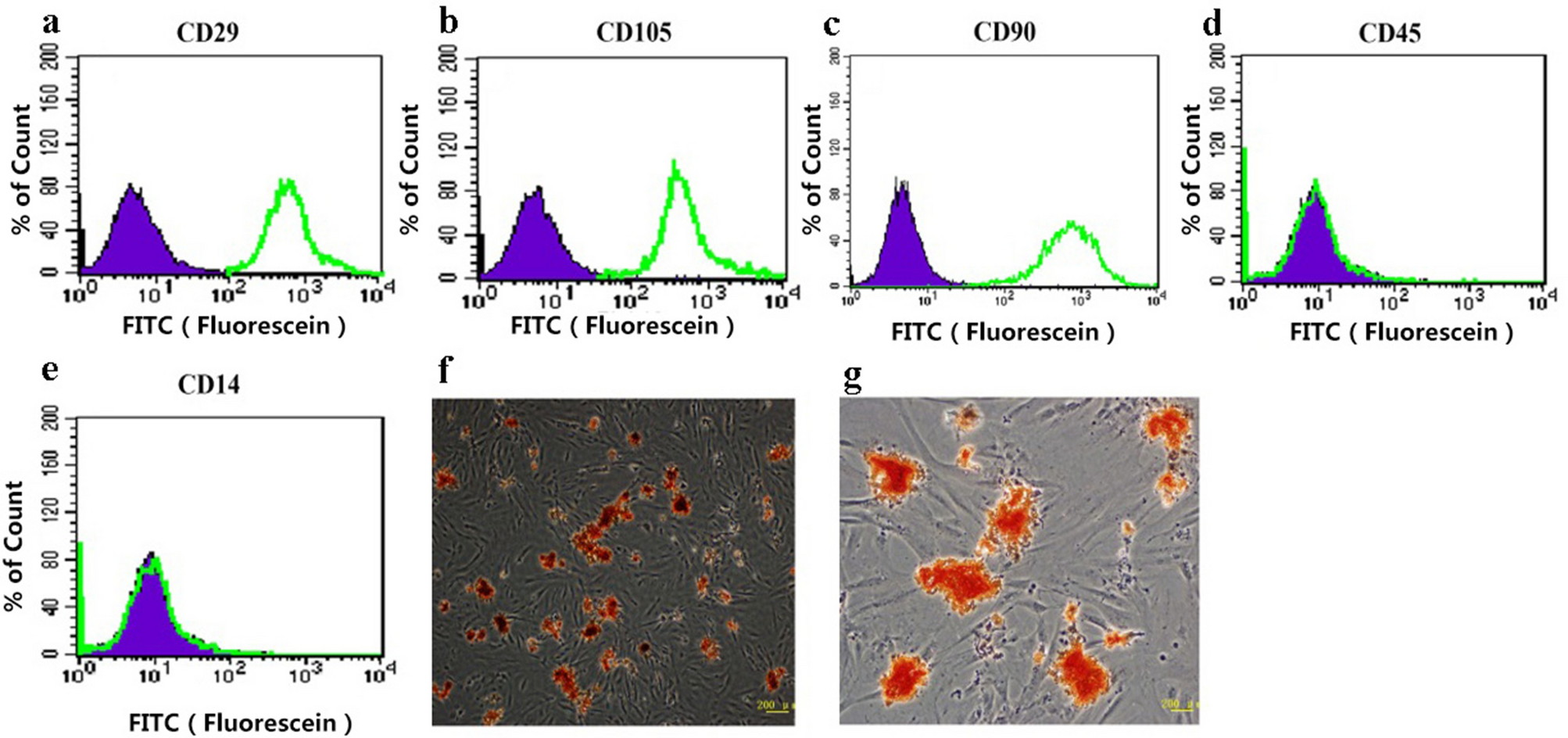 Autologous Transplantation Of Adipose Derived Stromal Cells Combined With Sevoflurane Ameliorates Acute Lung Injury Induced By Cecal Ligation And Puncture In Rats Scientific Reports