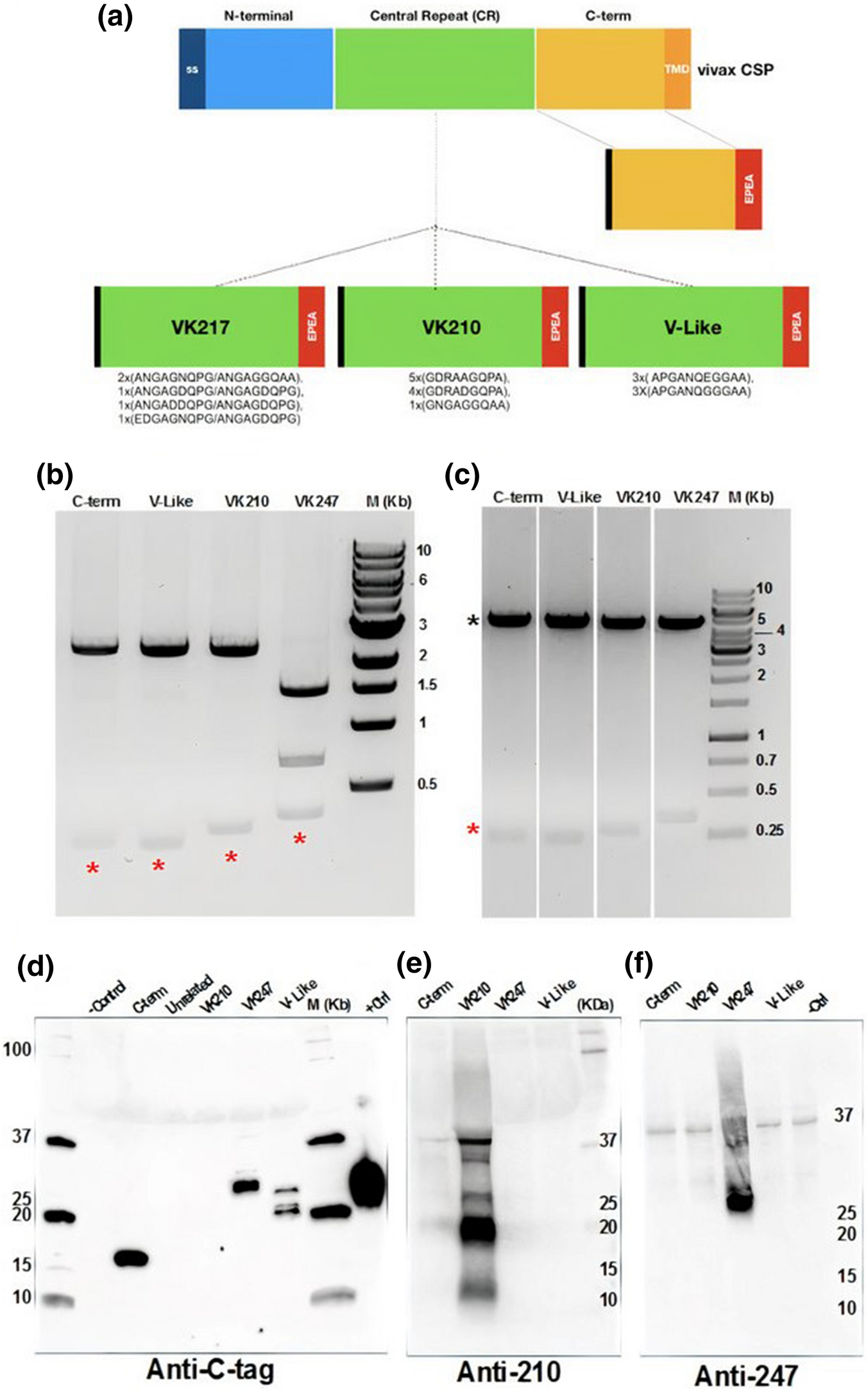 Recombinant Plasmodium vivax circumsporozoite surface protein allelic  variants: antibody recognition by individuals from three communities in the  Brazilian Amazon | Scientific Reports
