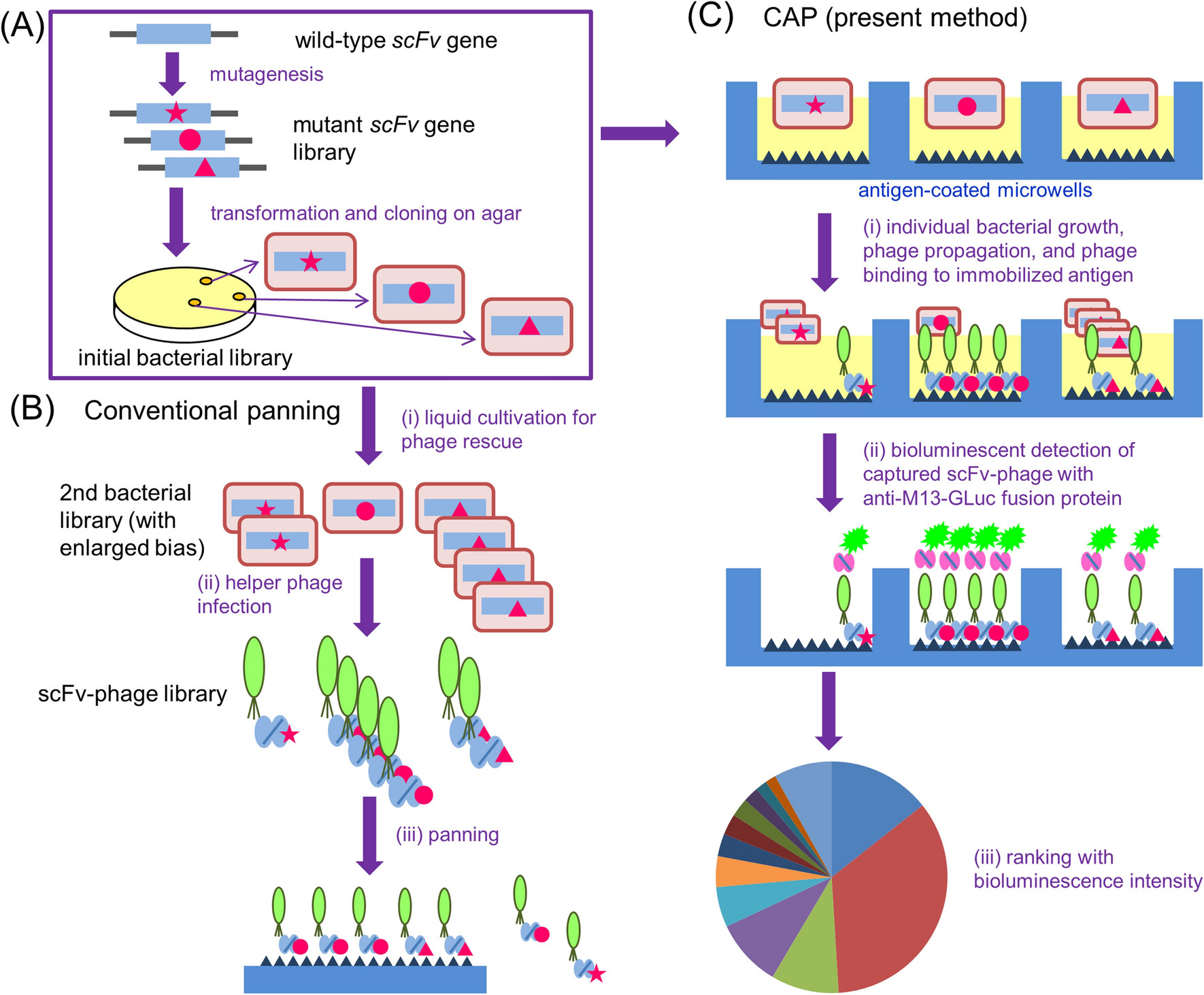 Clonal Array Profiling Of Scfv Displaying Phages For High Throughput Discovery Of Affinity Matured Antibody Mutants Scientific Reports
