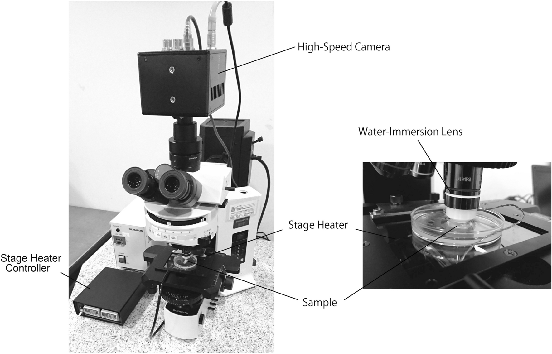 fisher science education microscope imagej software fisher science education microscope imagej software