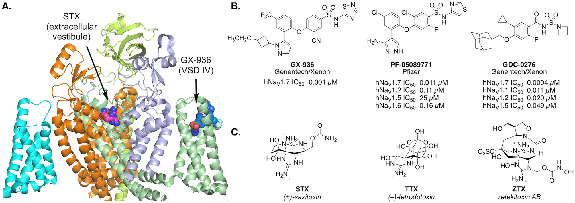 Discovery Of A Selective State Independent Inhibitor Of Nav1 7 By Modification Of Guanidinium Toxins Scientific Reports