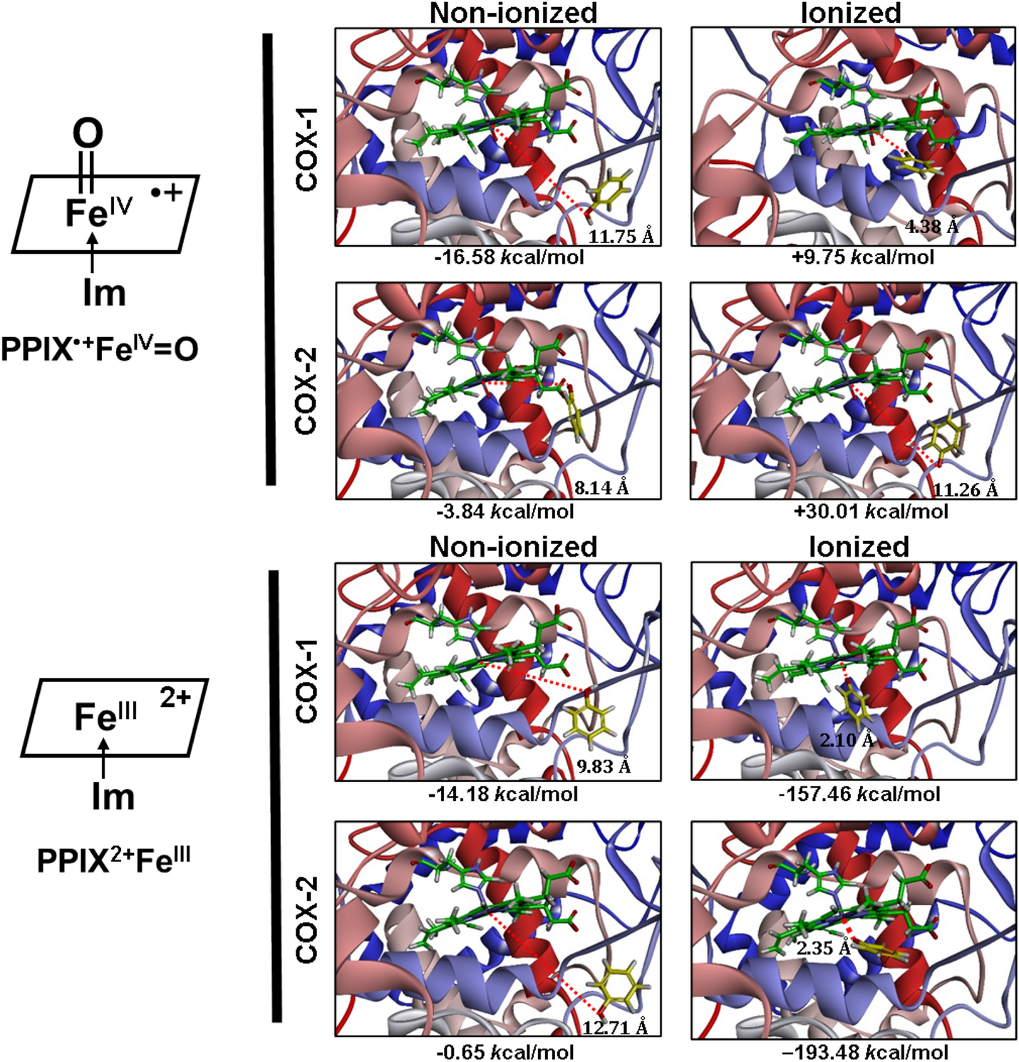 Mechanism For The Reactivation Of The Peroxidase Activity Of Human Cyclooxygenases Investigation Using Phenol As A Reducing Cosubstrate Scientific Reports Mechanism For The Reactivation Of The Peroxidase Activity Of Human Cyclooxygenases Investigation Using Phenol As A Reducing Cosubstrate Scientific Reports