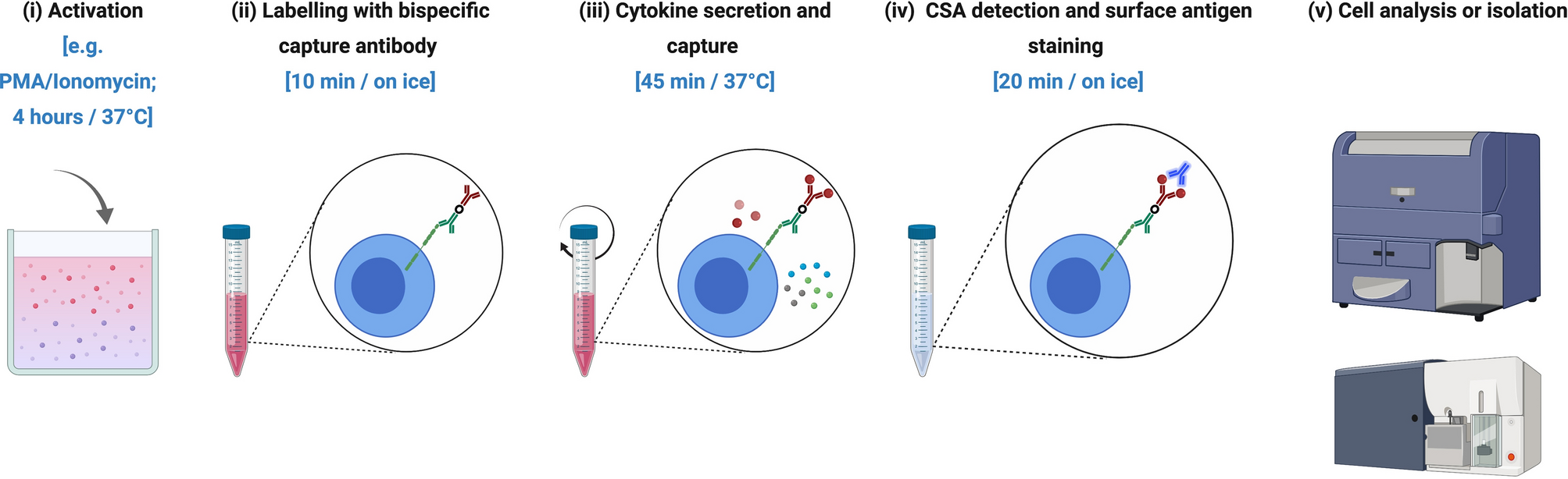 Multiplexed detection and isolation of viable low-frequency cytokine-secreting  human B cells using cytokine secretion assay and flow cytometry (CSA-Flow)  | Scientific Reports