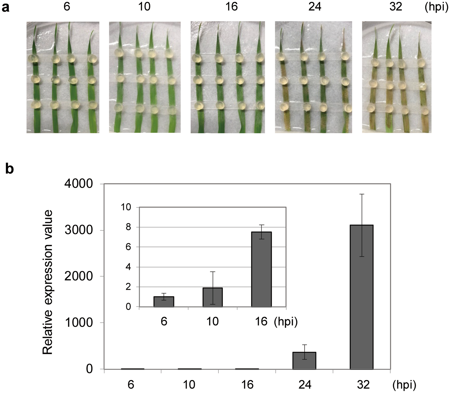 Identification of effector candidate genes of Rhizoctonia solani AG-1 IA  expressed during infection in Brachypodium distachyon | Scientific Reports