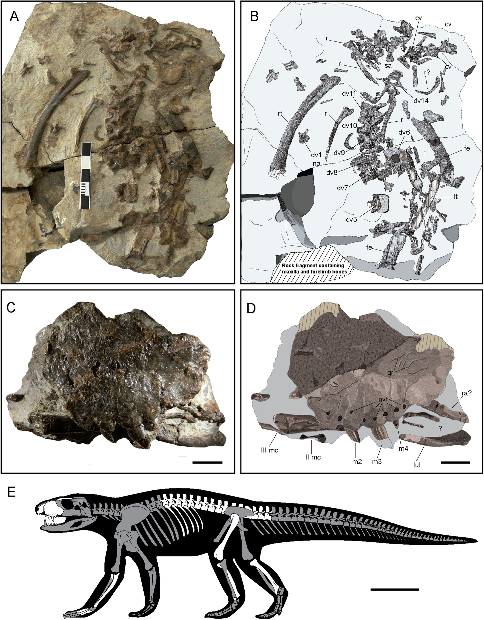 A Small Cretaceous Crocodyliform In A Dinosaur Nesting Ground And The Origin Of Sebecids Scientific Reports