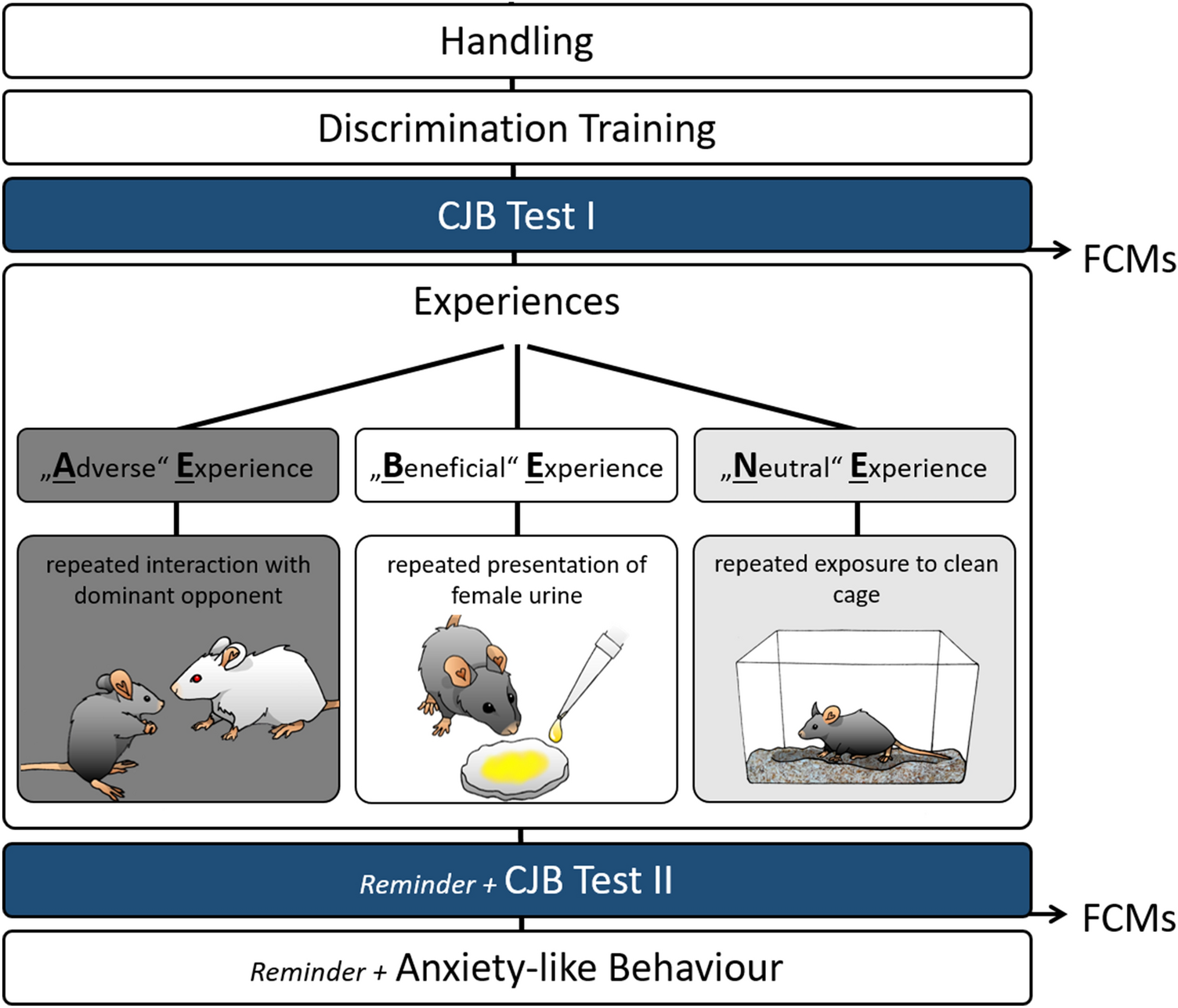 Effects of different social experiences on emotional state in mice |  Scientific Reports
