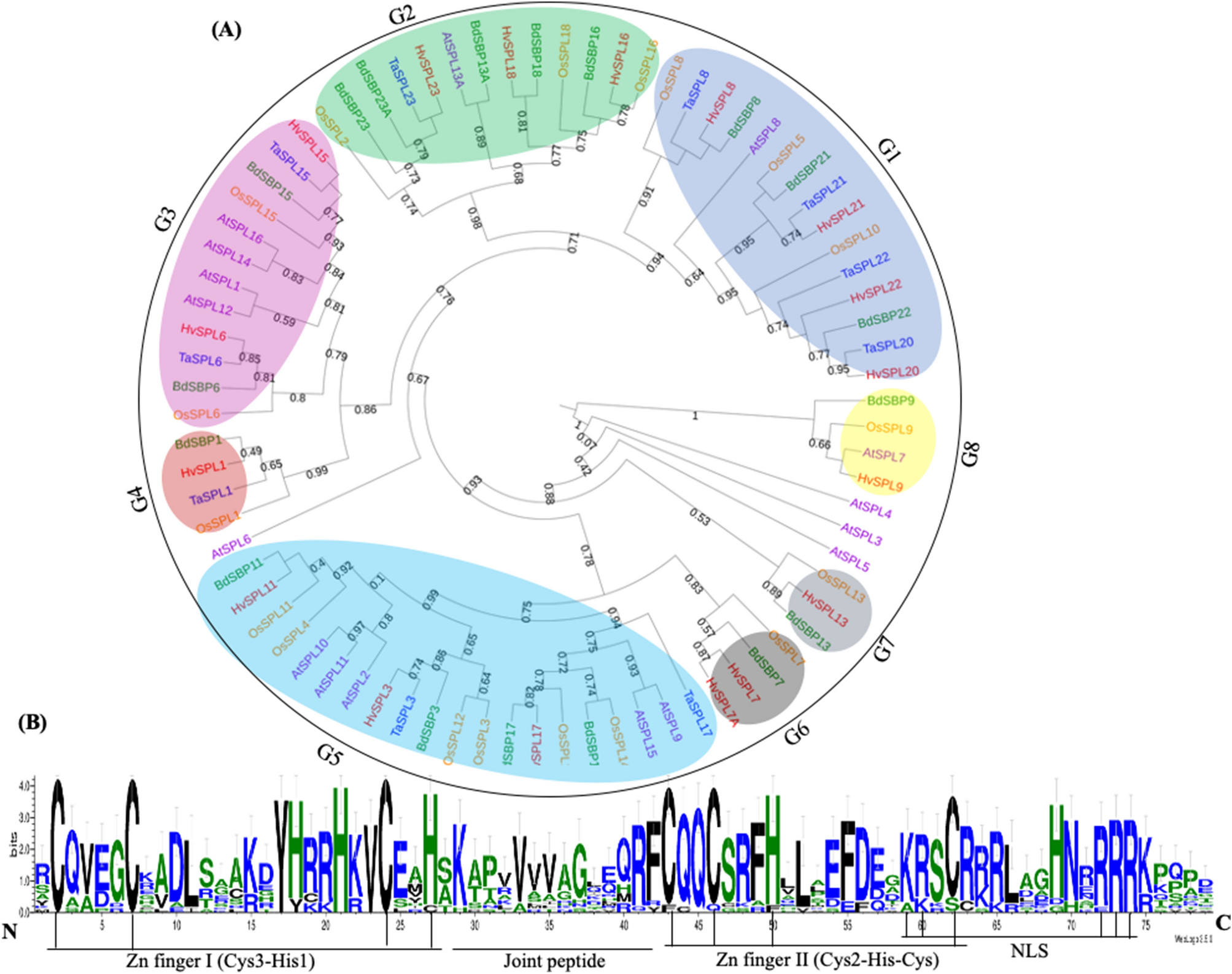 Global Analysis Of Sbp Gene Family In Brachypodium Distachyon Reveals Its Association With Spike Development Scientific Reports
