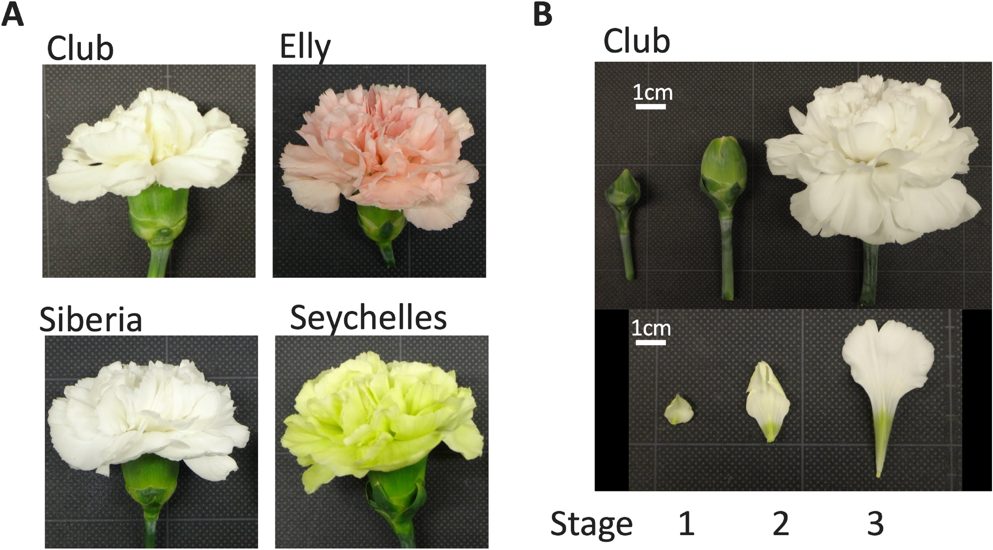 Esterified Carotenoids Are Synthesized In Petals Of Carnation Dianthus Caryophyllus And Accumulate In Differentiated Chromoplasts Scientific Reports