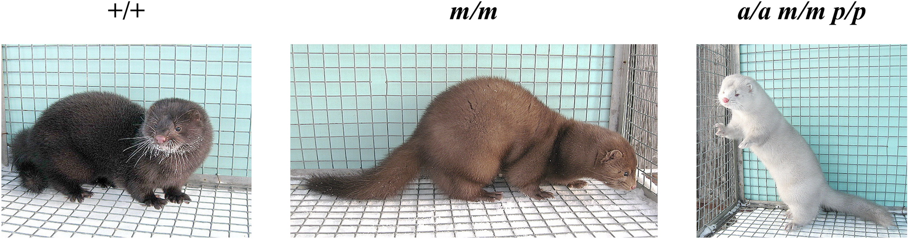 Genome analysis of American minks reveals link of mutations in Ras-related  protein-38 gene to Moyle brown coat phenotype | Scientific Reports