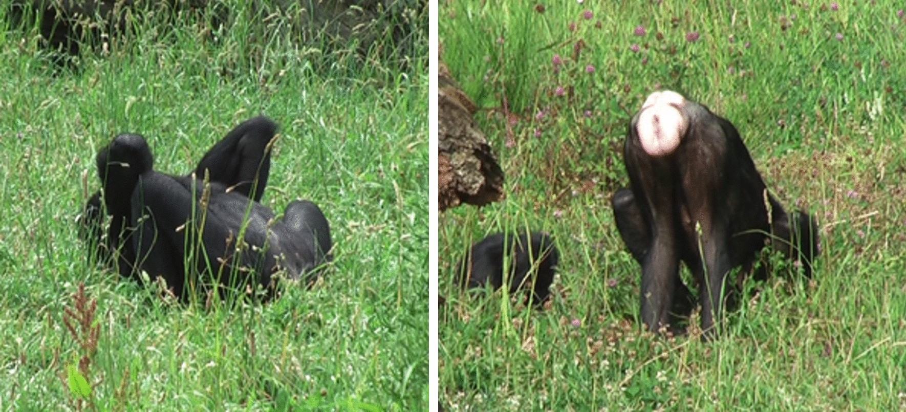 Foraging postures are a potential communicative signal in female bonobos |  Scientific Reports