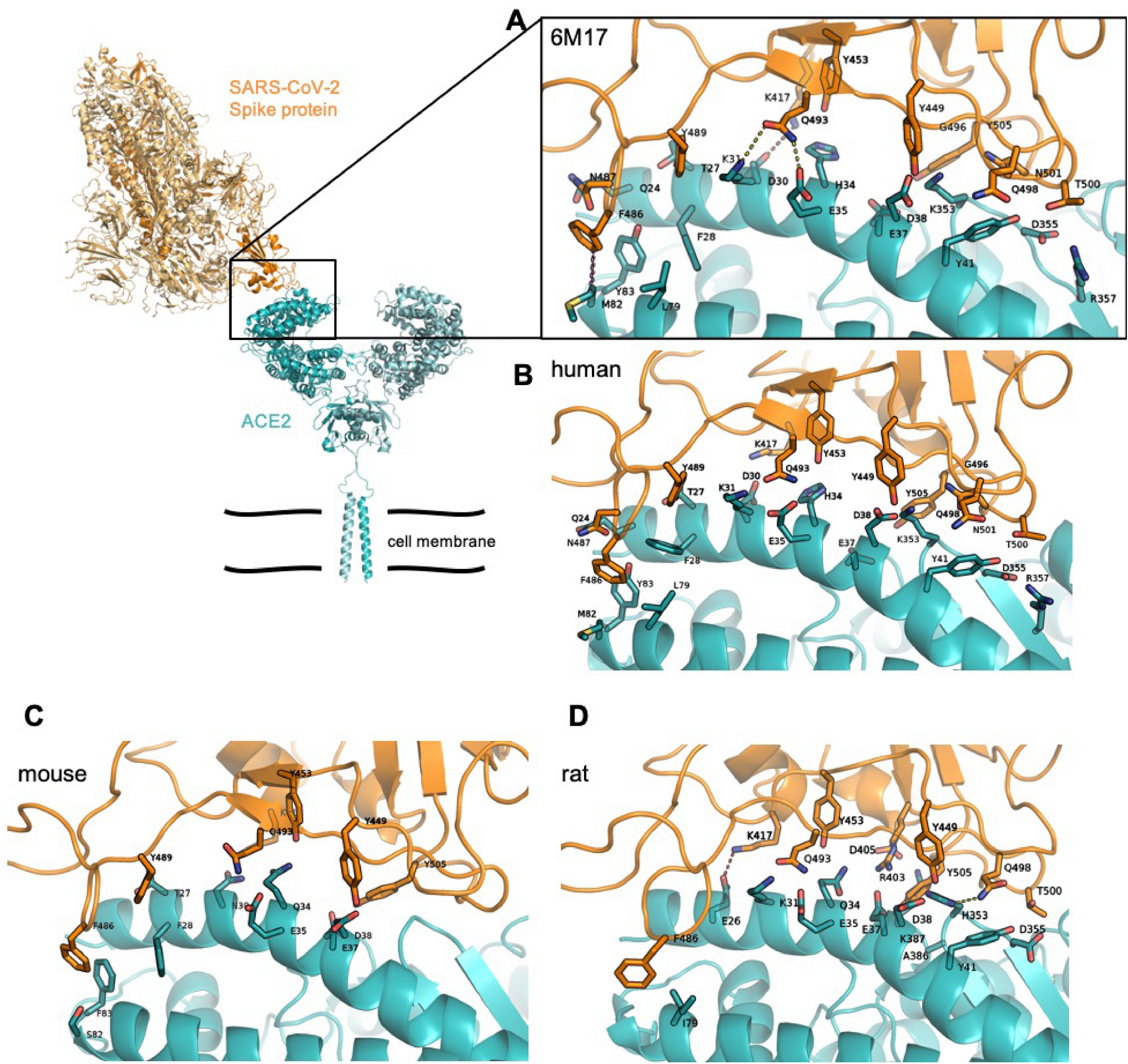 Structural And Functional Modelling Of Sars Cov 2 Entry In Animal Models Scientific Reports