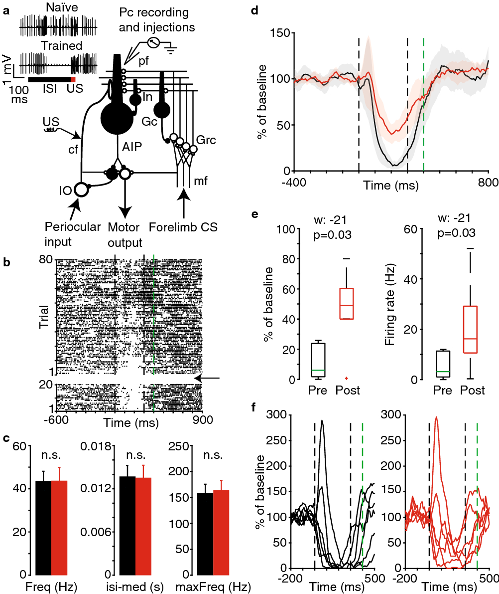 Kir3 Channel Blockade In The Cerebellar Cortex Suppresses Performance Of Classically Conditioned Purkinje Cell Responses Scientific Reports Kir3 Channel Blockade In The Cerebellar Cortex Suppresses Performance Of Classically Conditioned Purkinje Cell Responses Scientific Reports