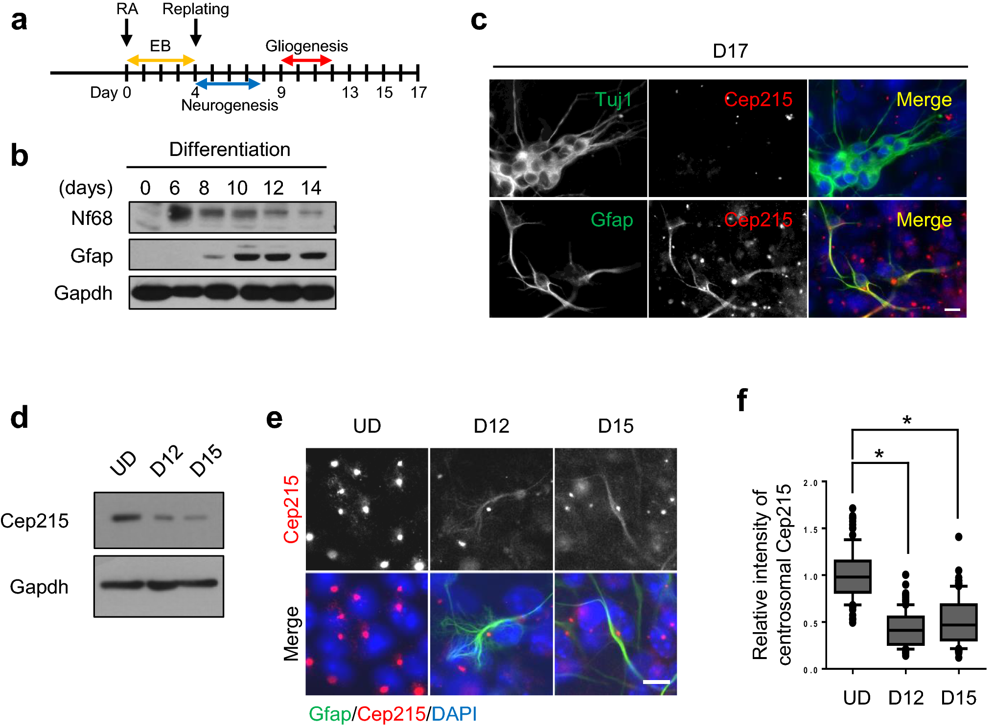 Cep215 is essential for morphological differentiation of astrocytes |  Scientific Reports