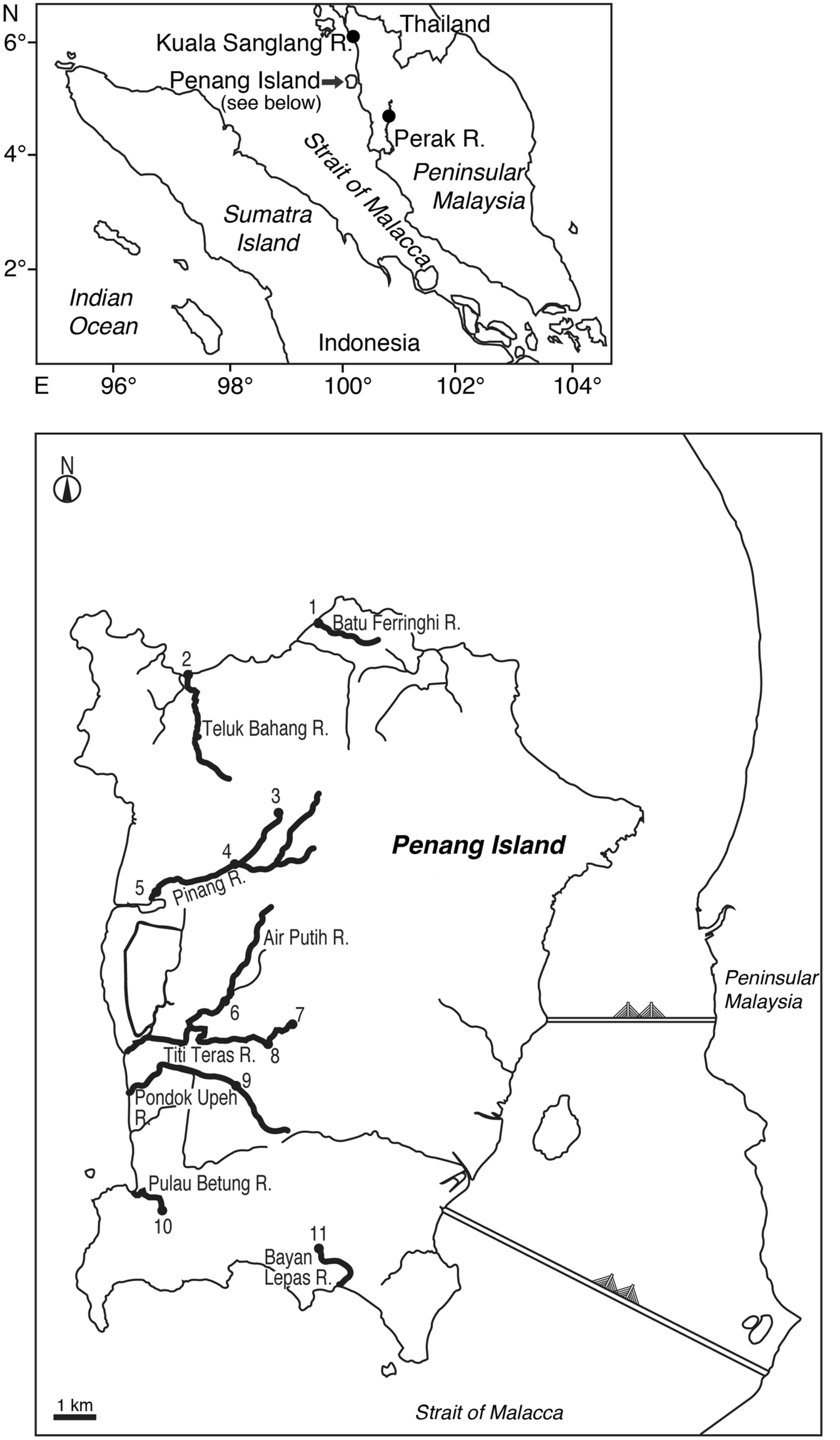 Habitat segregation and migration in tropical anguillid eels 