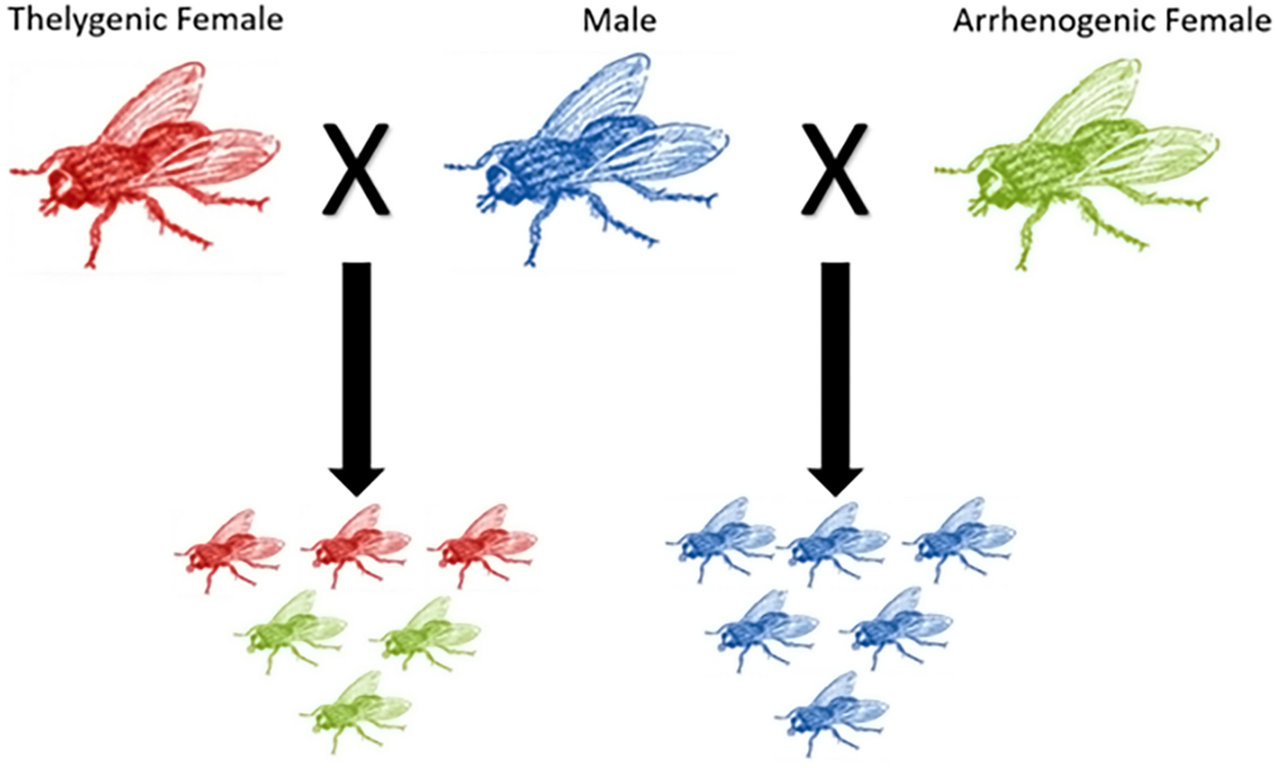 Scientists reverse sex roles in fruit flies