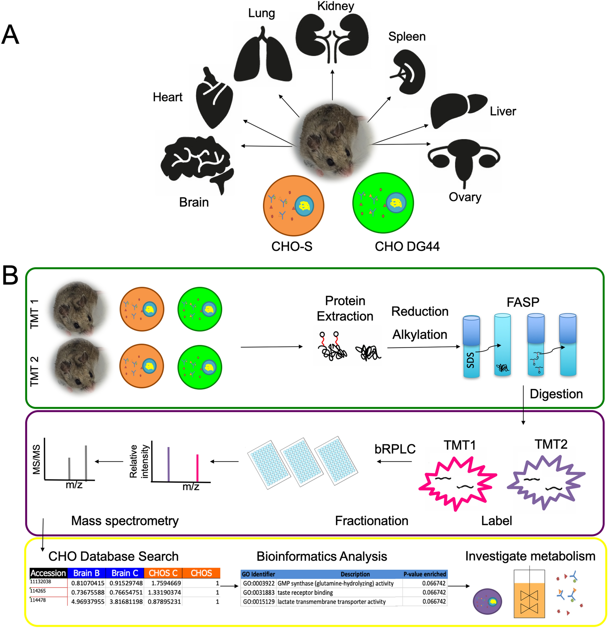 Expanded Chinese hamster organ and cell line proteomics profiling reveals  tissue-specific functionalities | Scientific Reports