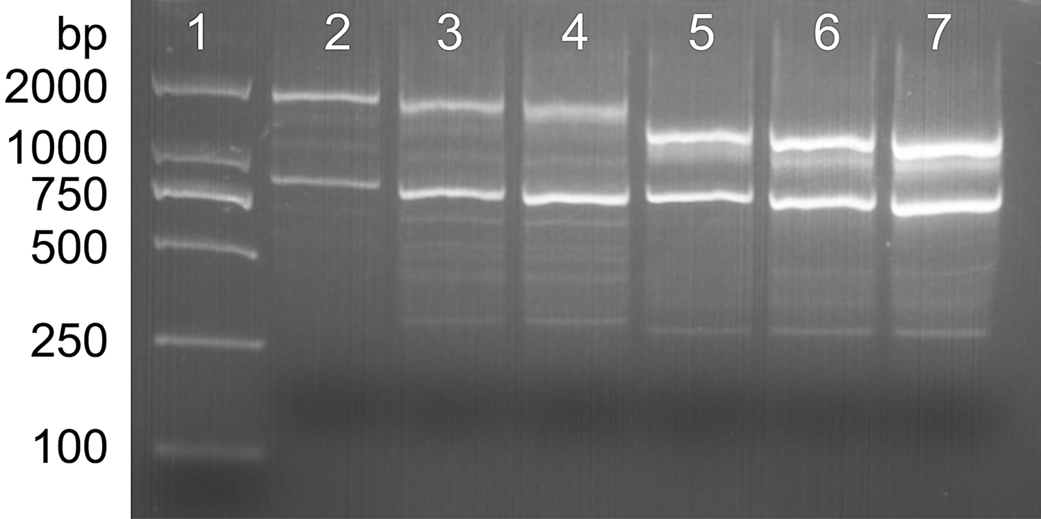 Development of droplet digital PCR for the detection of Tilletia laevis,  which causes common bunt of wheat, based on the SCAR marker derived from  ISSR and real-time PCR | Scientific Reports