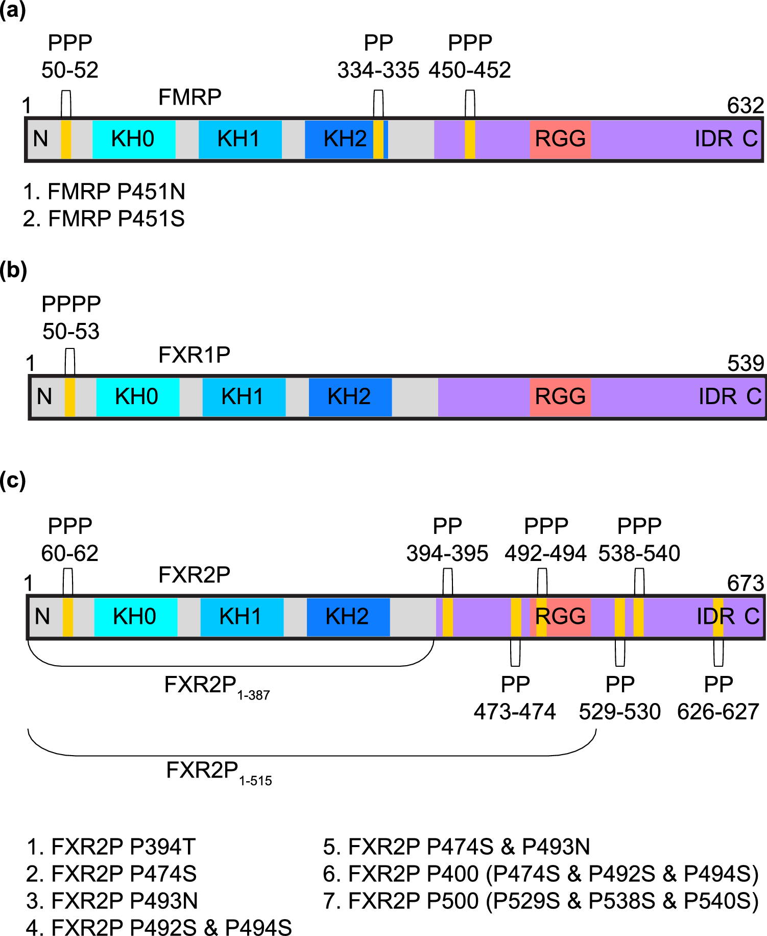 A simple procedure for bacterial expression and purification of the fragile  X protein family | Scientific Reports