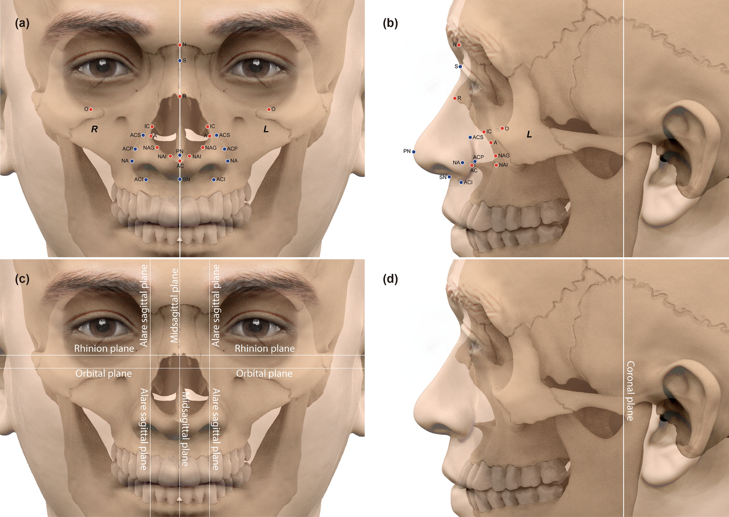 human nose bone anatomy