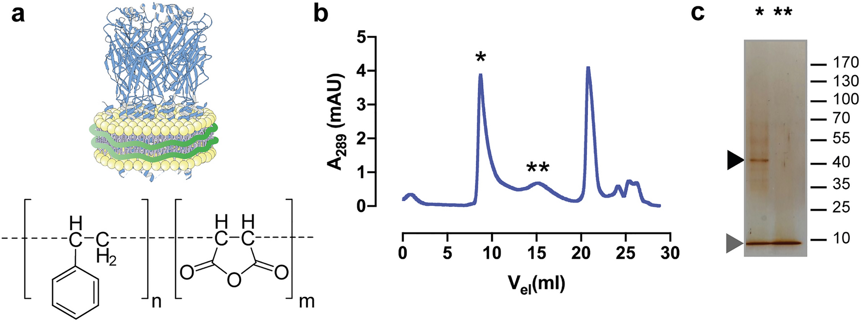 bocillin pbp3 anisotropy rotational mobility depolarized bocillin pbp3 anisotropy rotational mobility depolarized