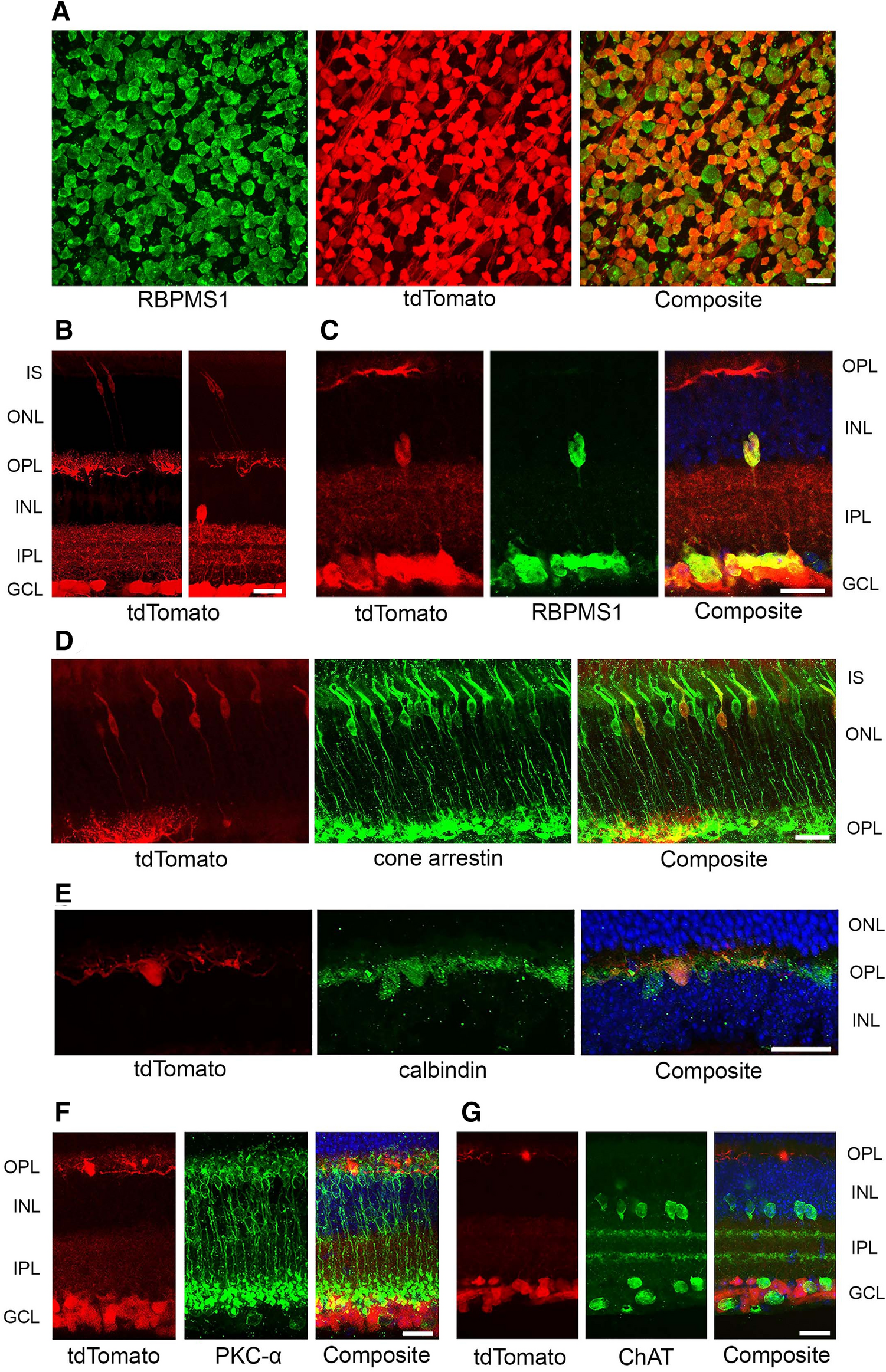 Progressive optic atrophy in a retinal ganglion cell-specific mouse model  of complex I deficiency | Scientific Reports