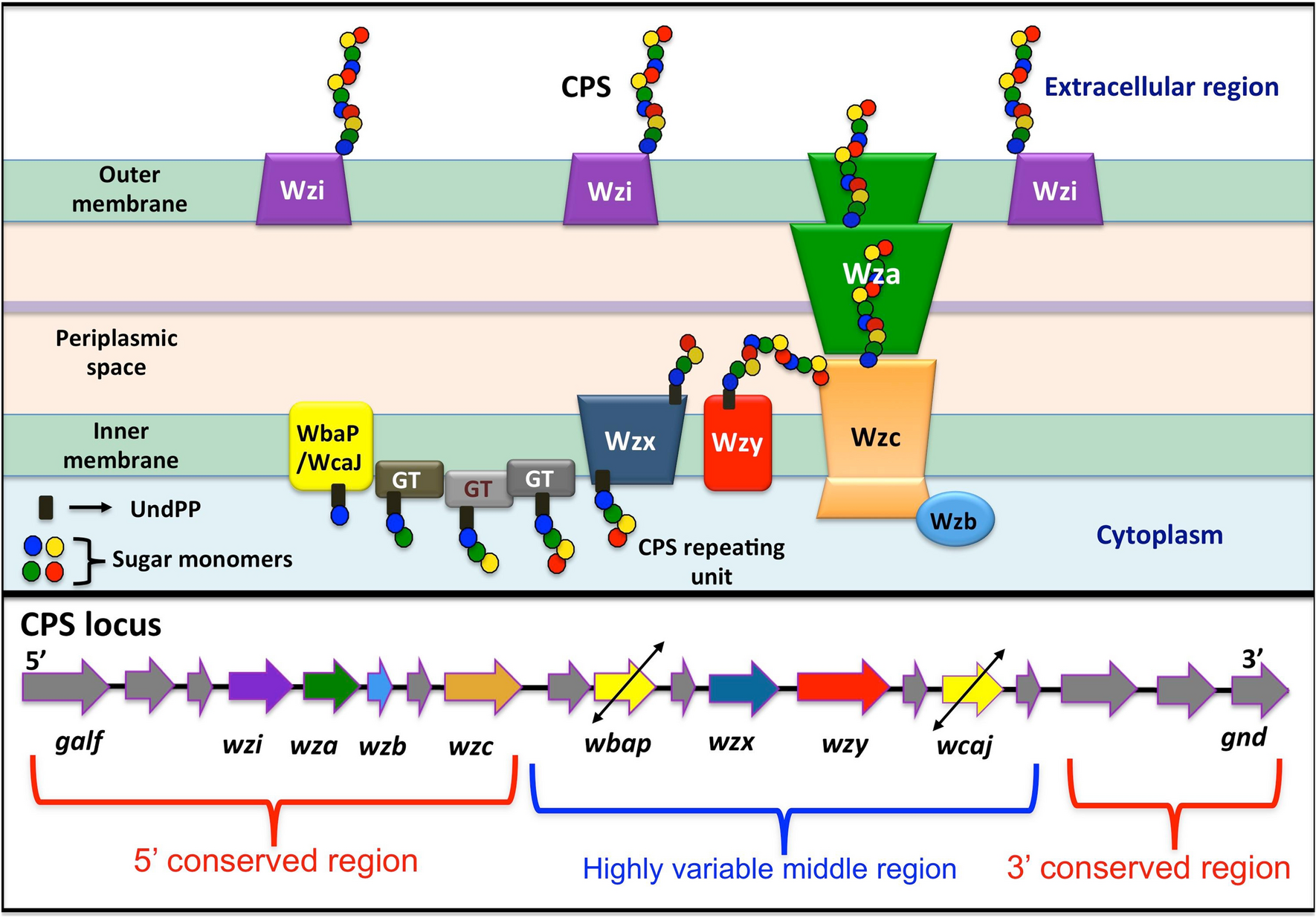 K-PAM: a unified platform to distinguish Klebsiella species K- and  O-antigen types, model antigen structures and identify hypervirulent  strains | Scientific Reports