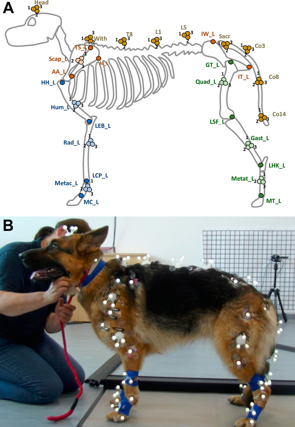 Different conformations of the German shepherd dog breed affect its posture and movement Scientific Reports photo