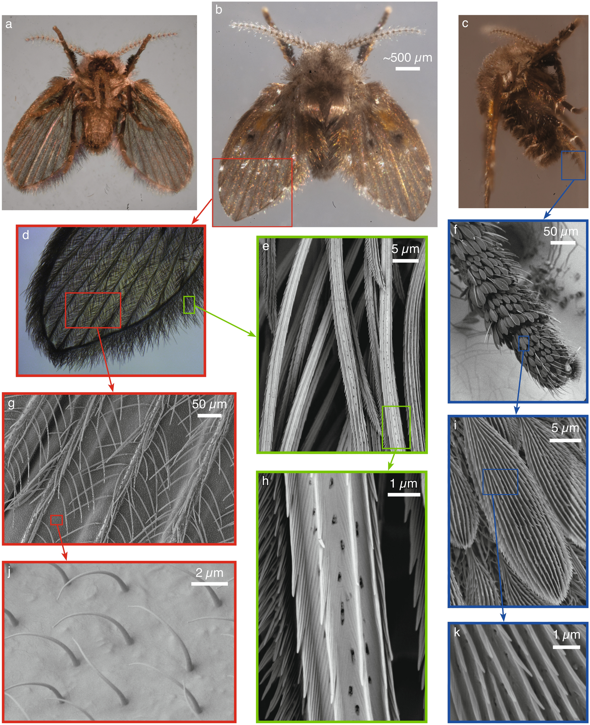 How drain flies manage to almost never get washed away Scientific Reports pic