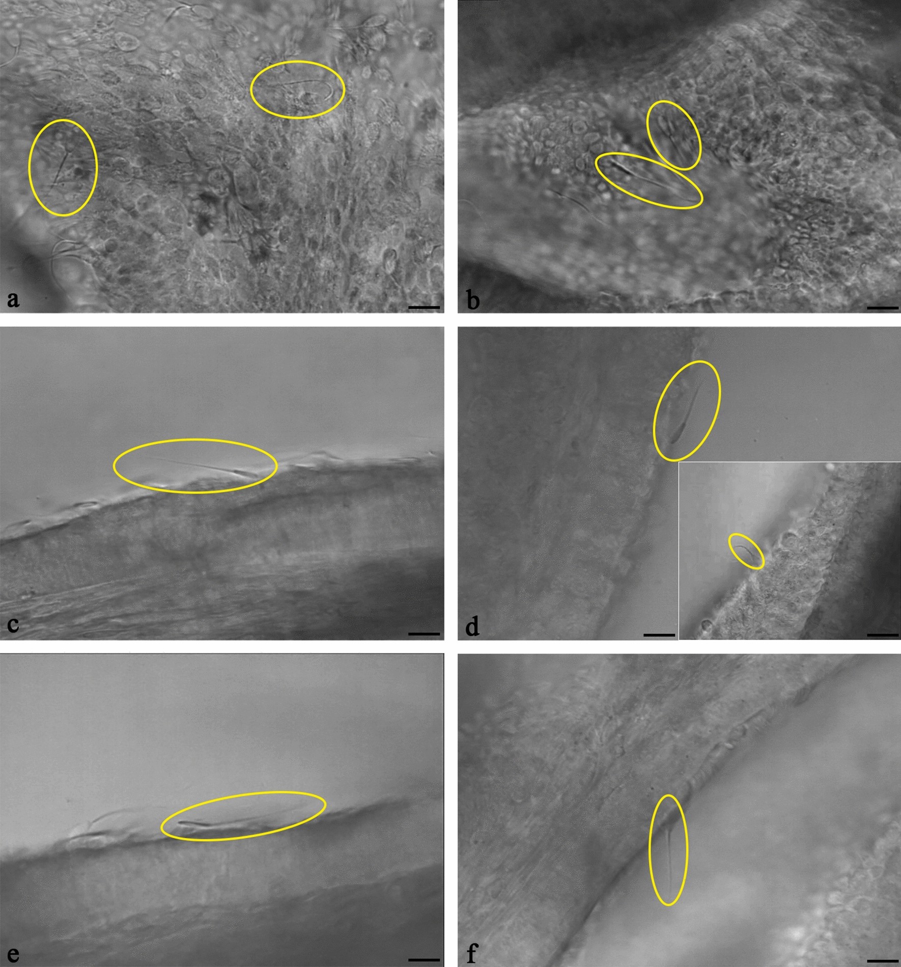 Bovine sperm-oviduct interactions are characterized by specific sperm behaviour, ultrastructure and tubal reactions which are impacted by sex sorting Scientific Reports picture