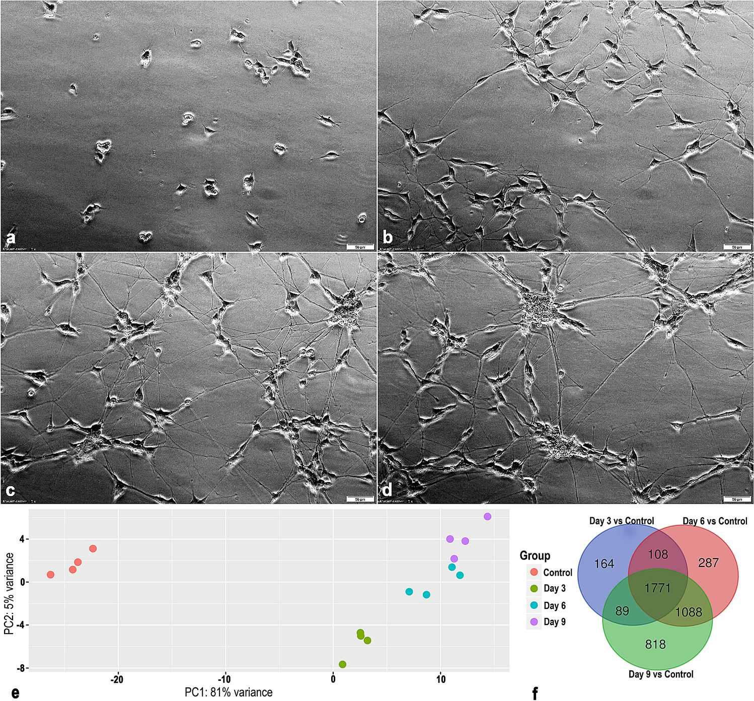 Acrylamide Alters Creb And Retinoic Acid Signalling Pathways During Differentiation Of The Human Neuroblastoma Sh Sy5y Cell Line Scientific Reports