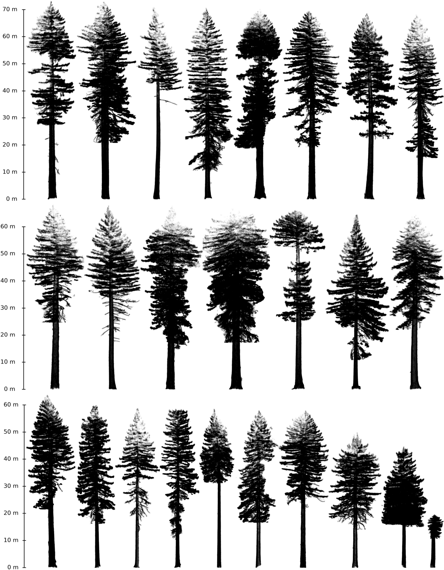 giant redwood silhouette