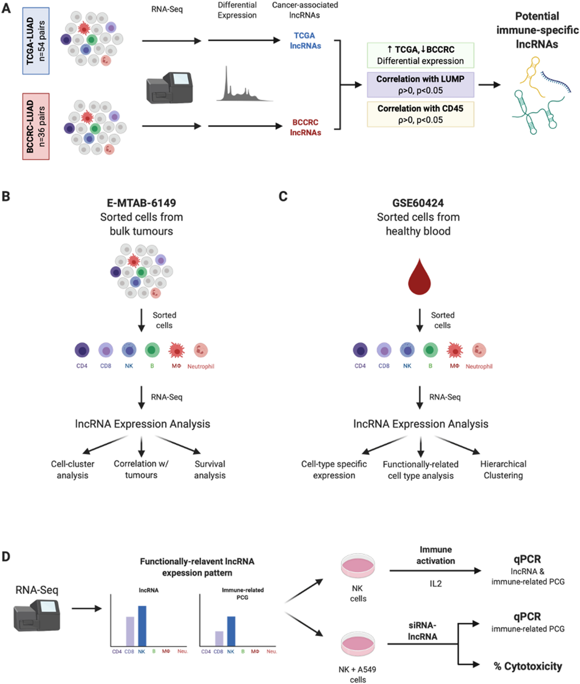 Characterization of long noncoding RNA and messenger RNA