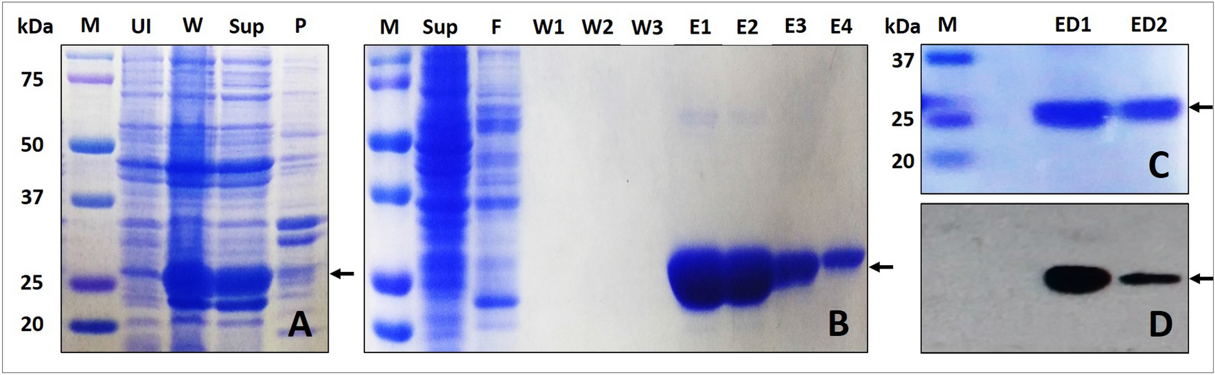 Structural basis of peroxidase catalytic cycle of human Prdx6 | Scientific Reports Structural basis of peroxidase catalytic cycle of human Prdx6 | Scientific Reports